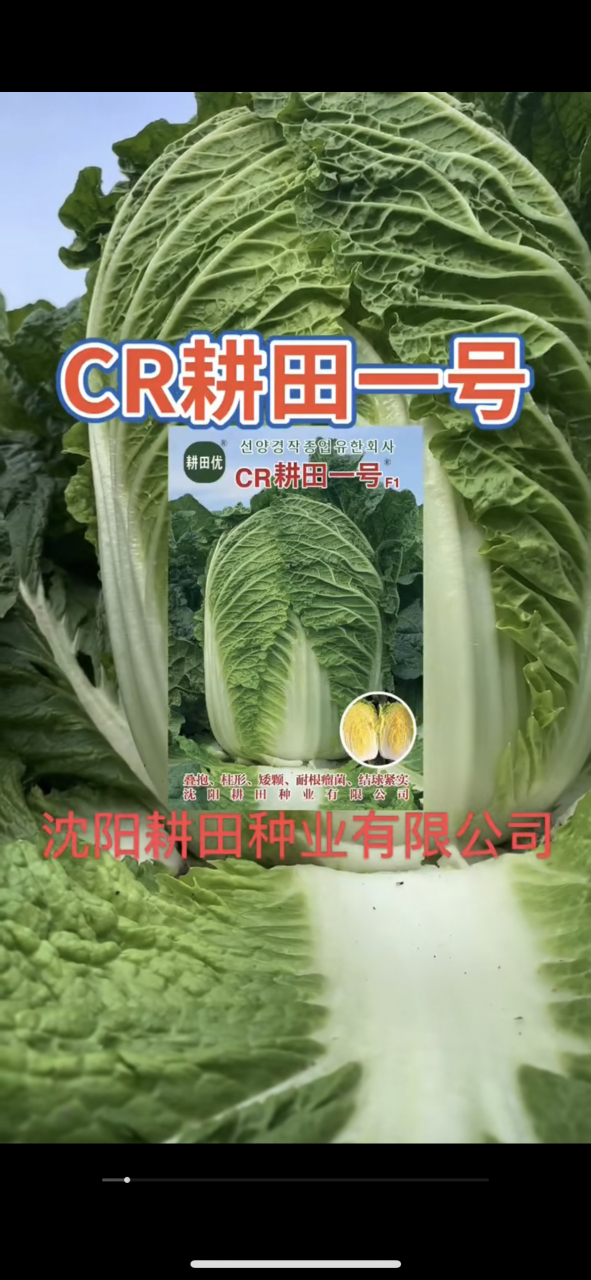 韩国进口黄心白菜种子—cr耕田一号:日韩引进秋季黄芯品种.