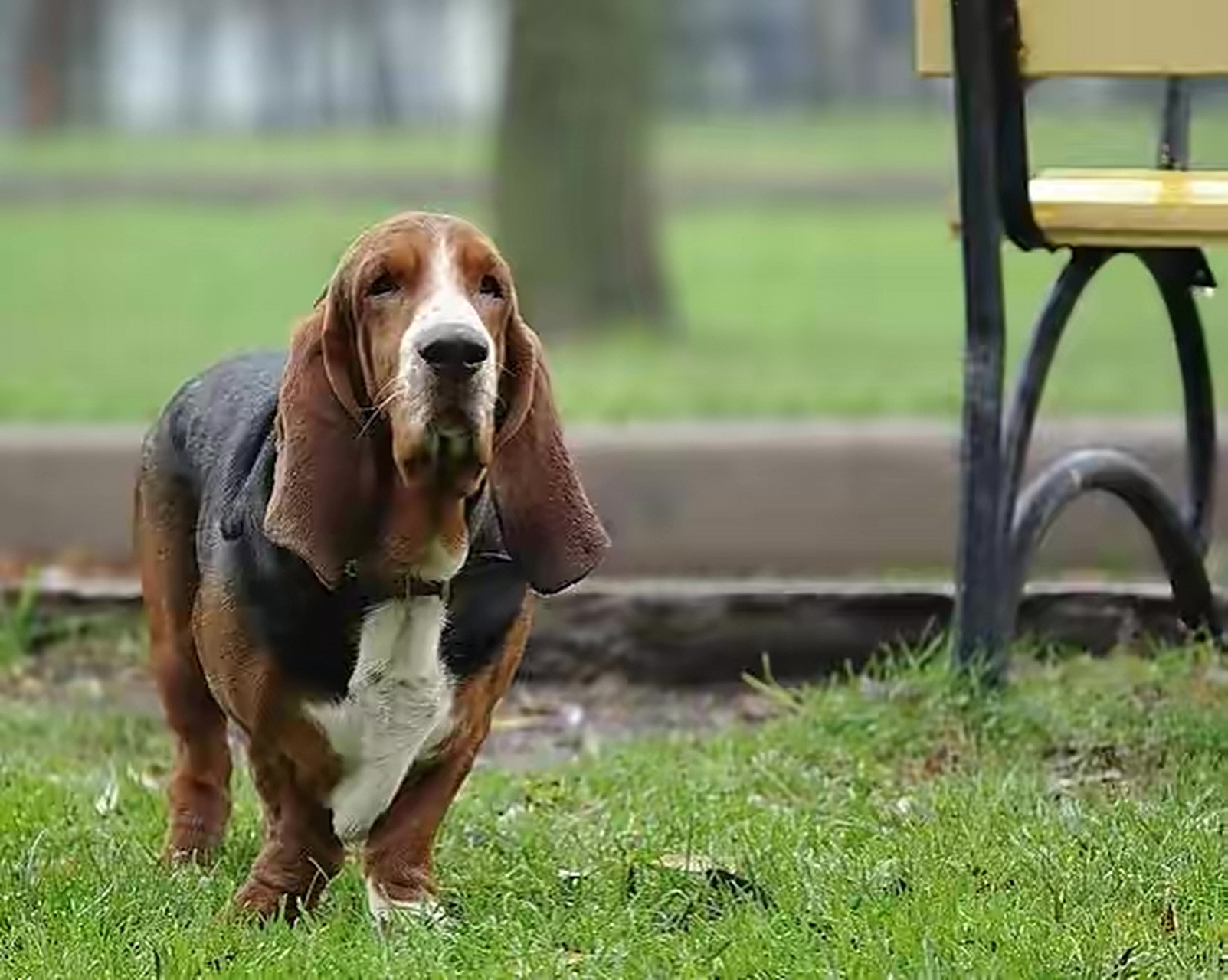 关于超度狗子的信息