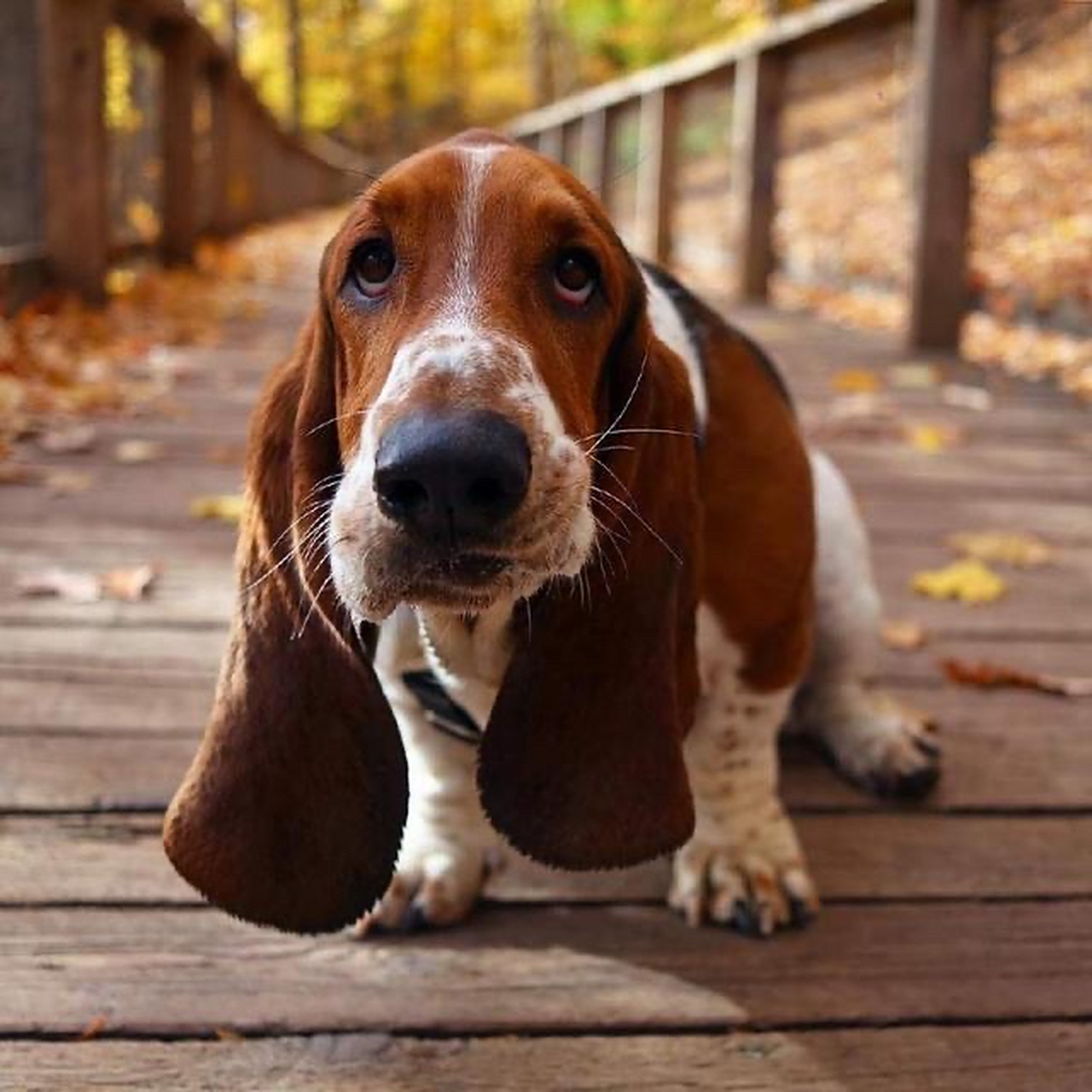 巴吉度猎犬是一种古老而高贵的猎犬品种.