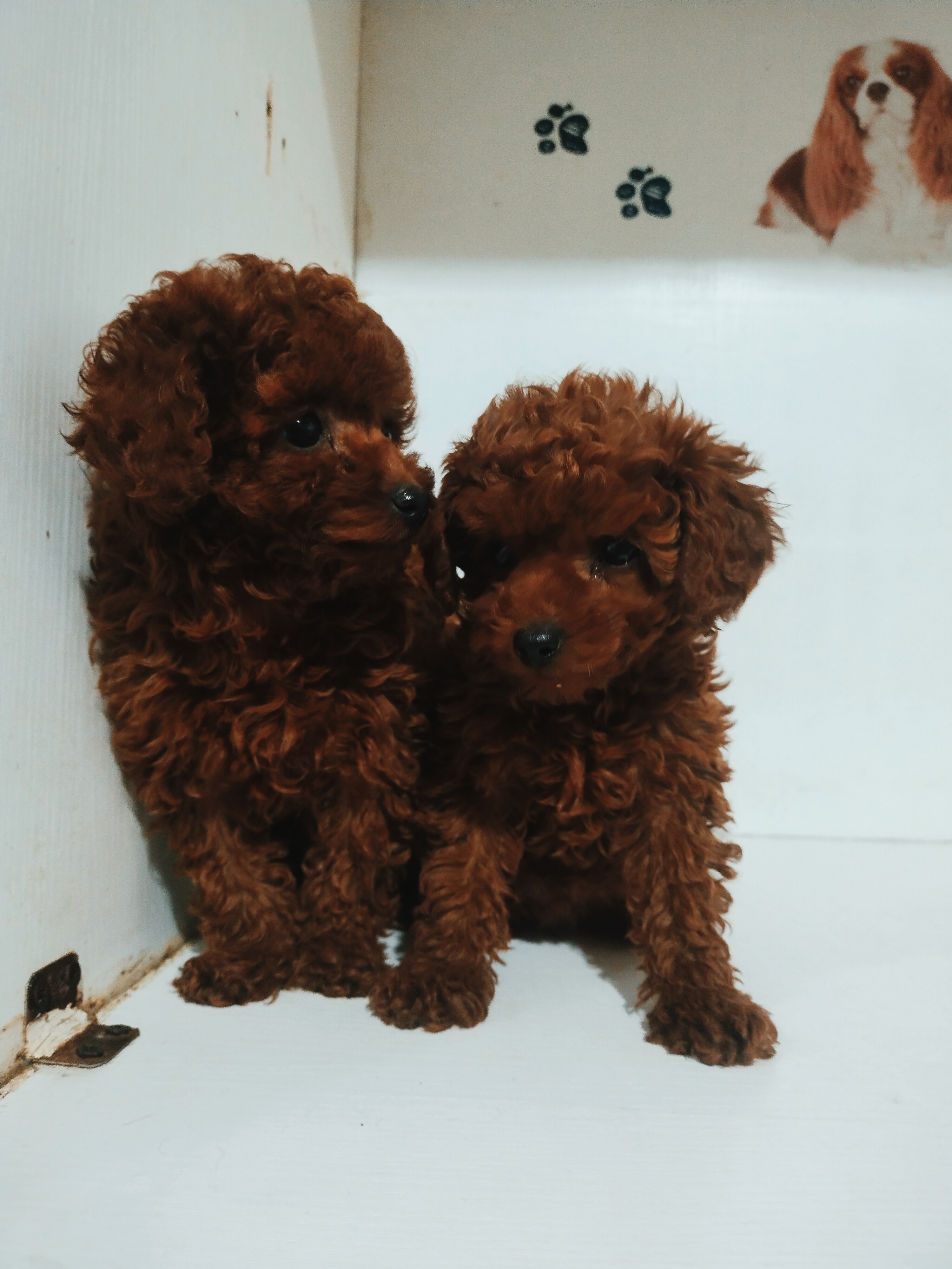 精品小体爆红泰迪.找新家