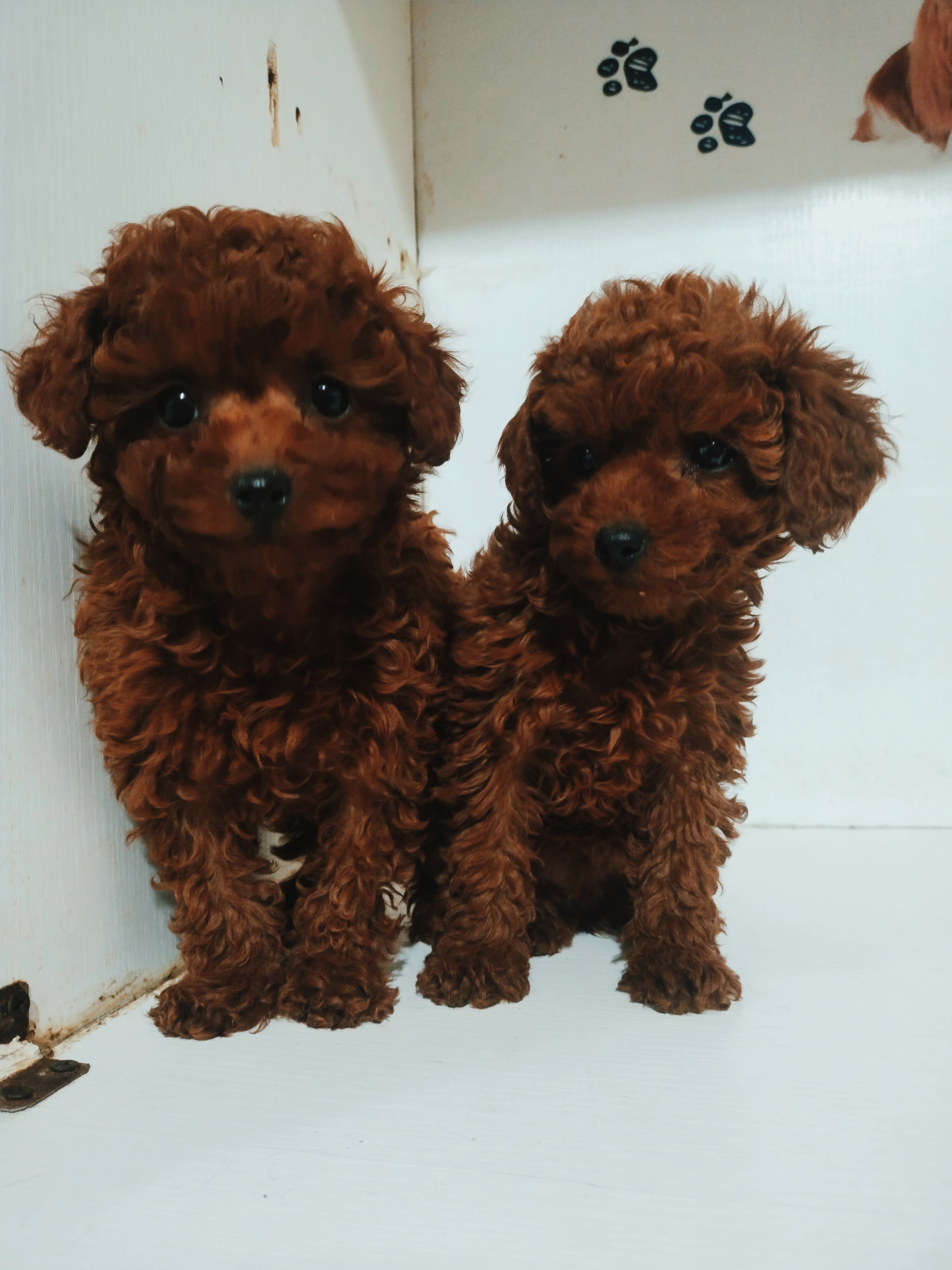 精品小体爆红泰迪.找新家