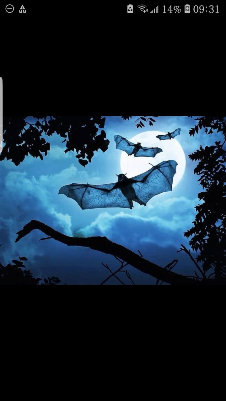 蝙蝠背上插羽毛你算么鸟[捂脸][捂脸][捂脸]