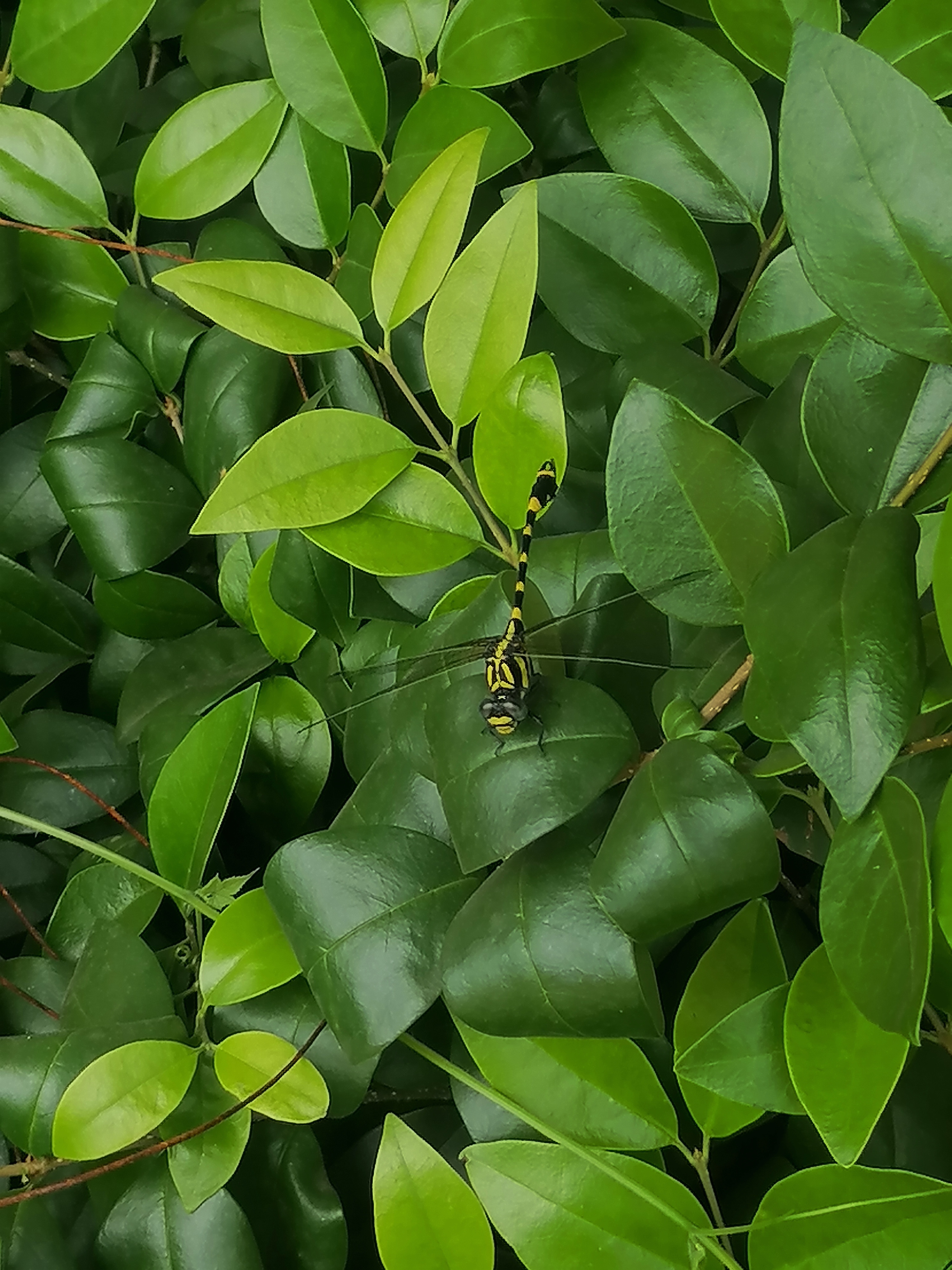 冬天退却了,生命之花却蓬勃地怒放