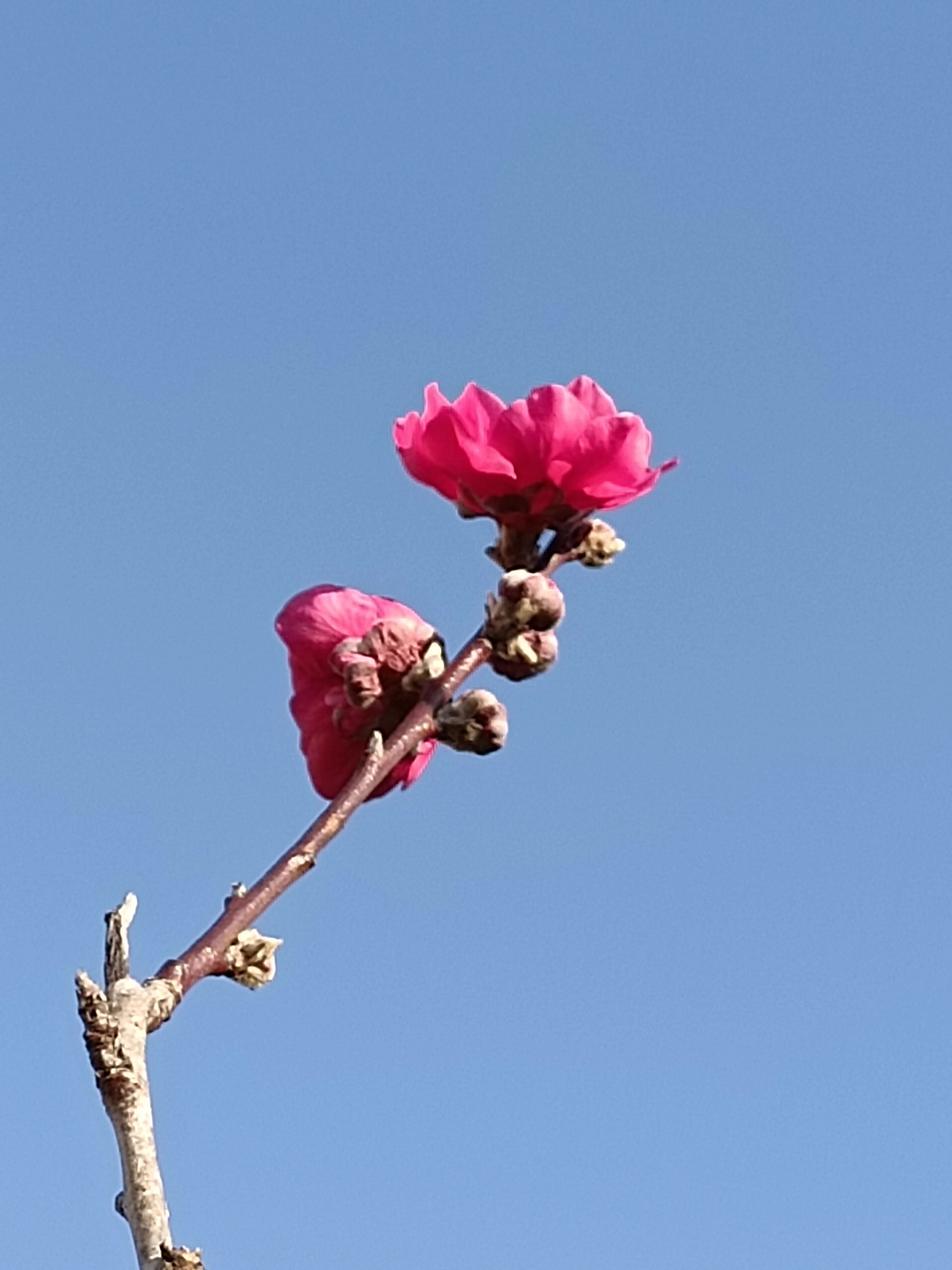 百花盛开图片 壁纸图片