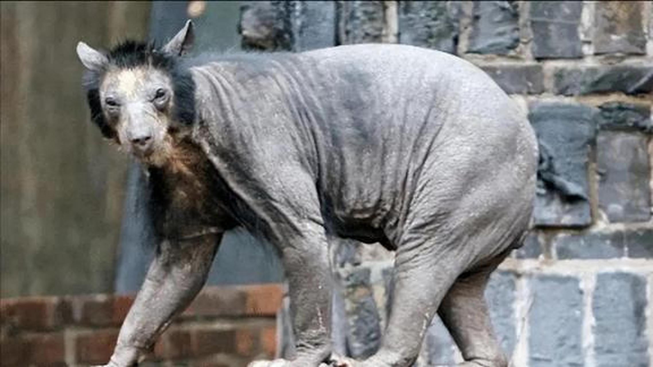 专家说这个在神农架发现的驴头狼,我怎么越看越像患脱毛症的熊猫啊?