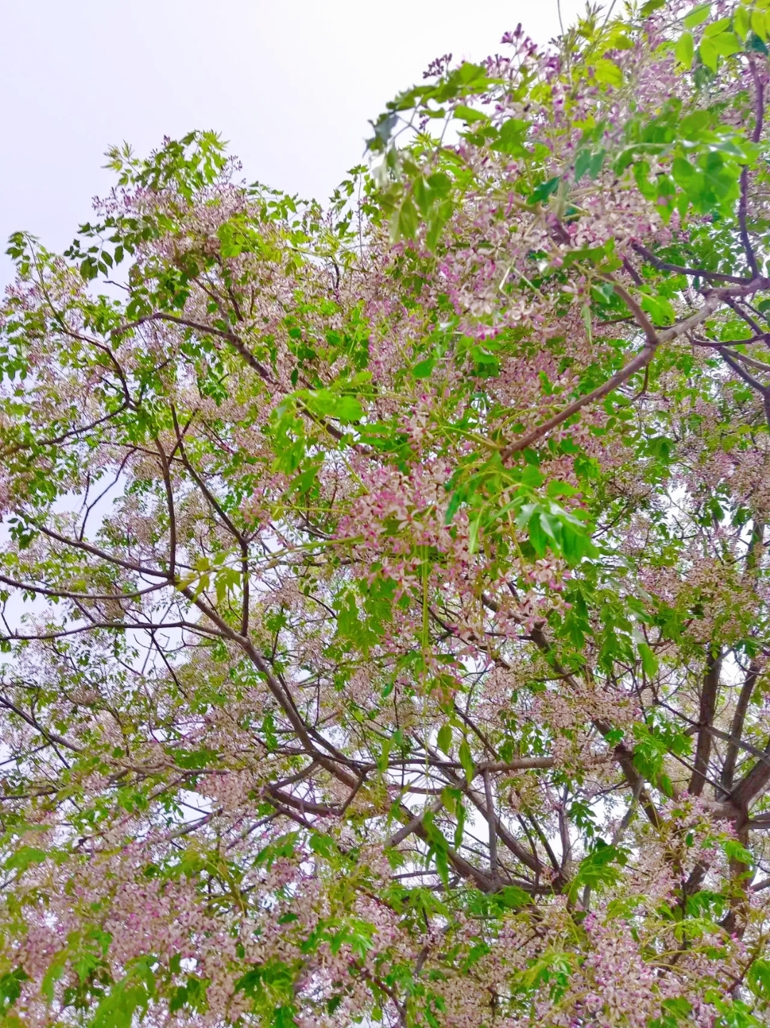 送春迎夏舞霓裳,花香漫溢醉游人