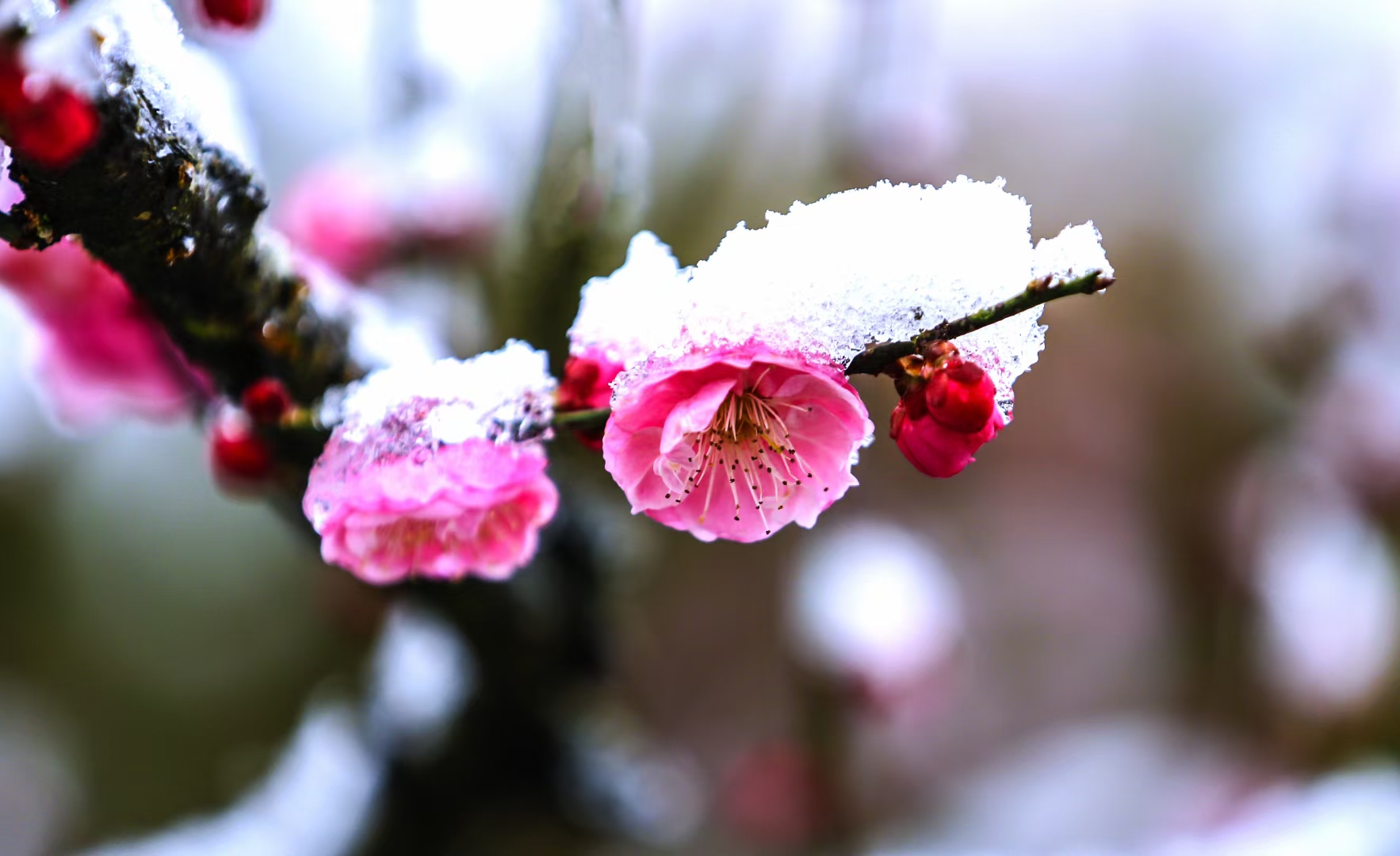 雪天见梅花来偶得 大雪满天来, 山川何乐哉. 白纱身上著, 图案是红梅