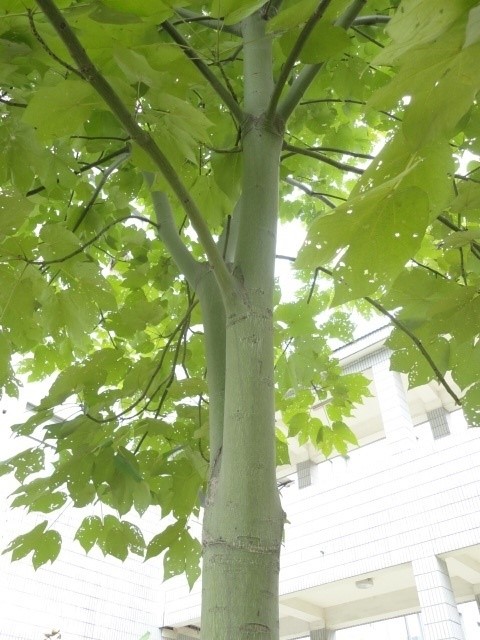 住宅种青桐福气来