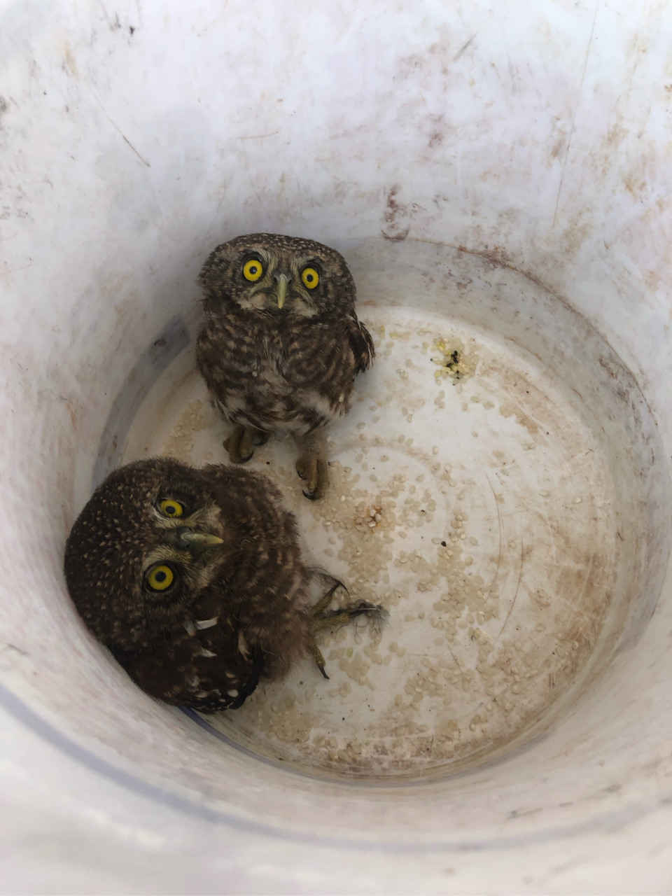 牛皮克拉斯 猫头鹰