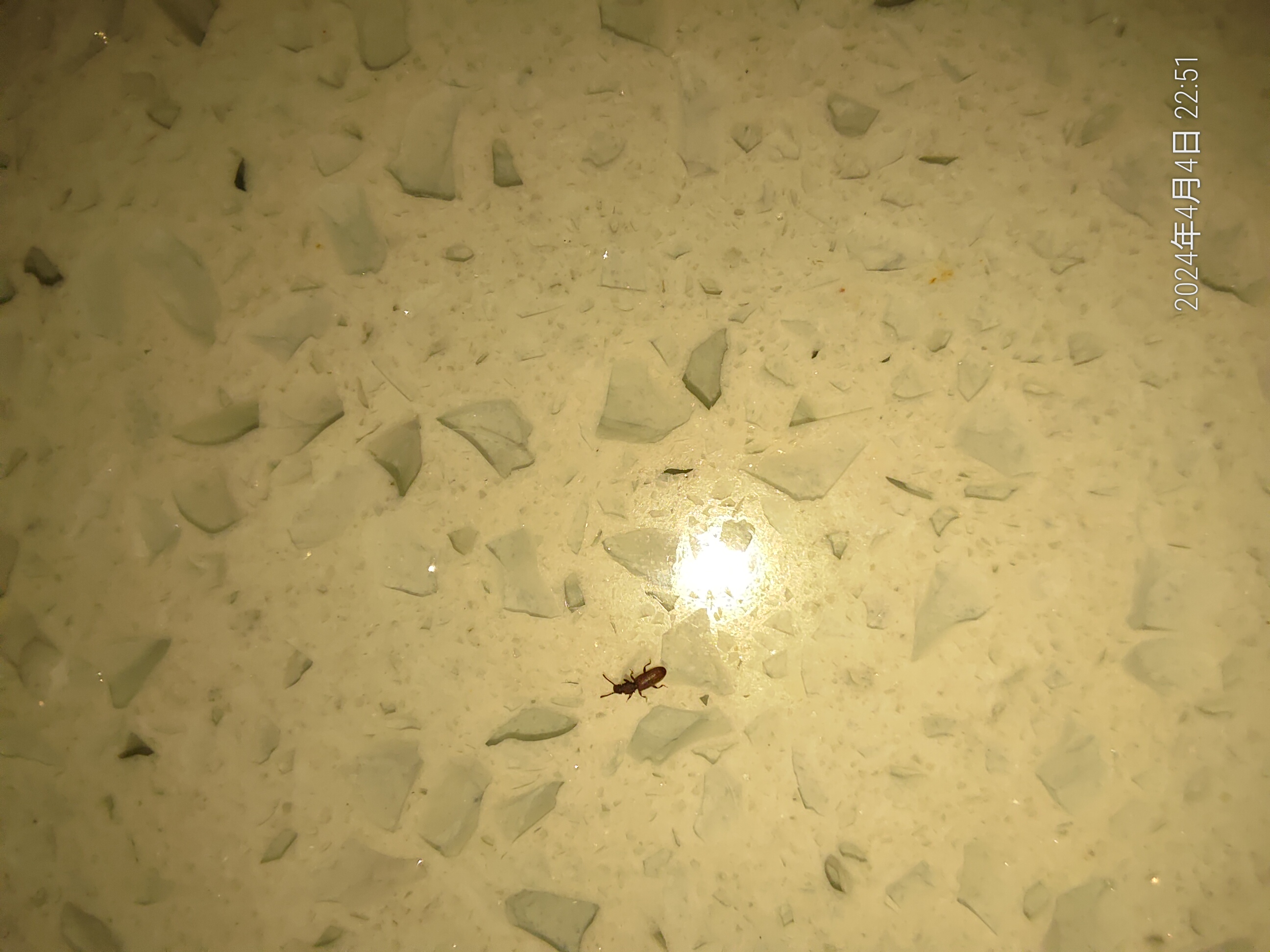 家里厨房出现这种昆虫,很是困扰,体长大概2