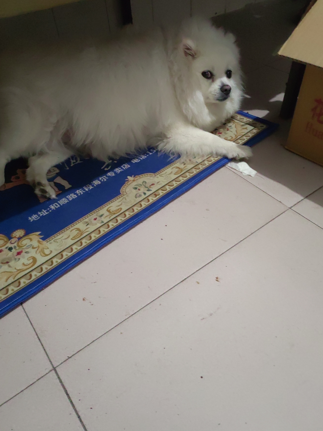 【每日一晒】白色博美犬的悠闲时光  太阳正好,狗狗也需要休息.