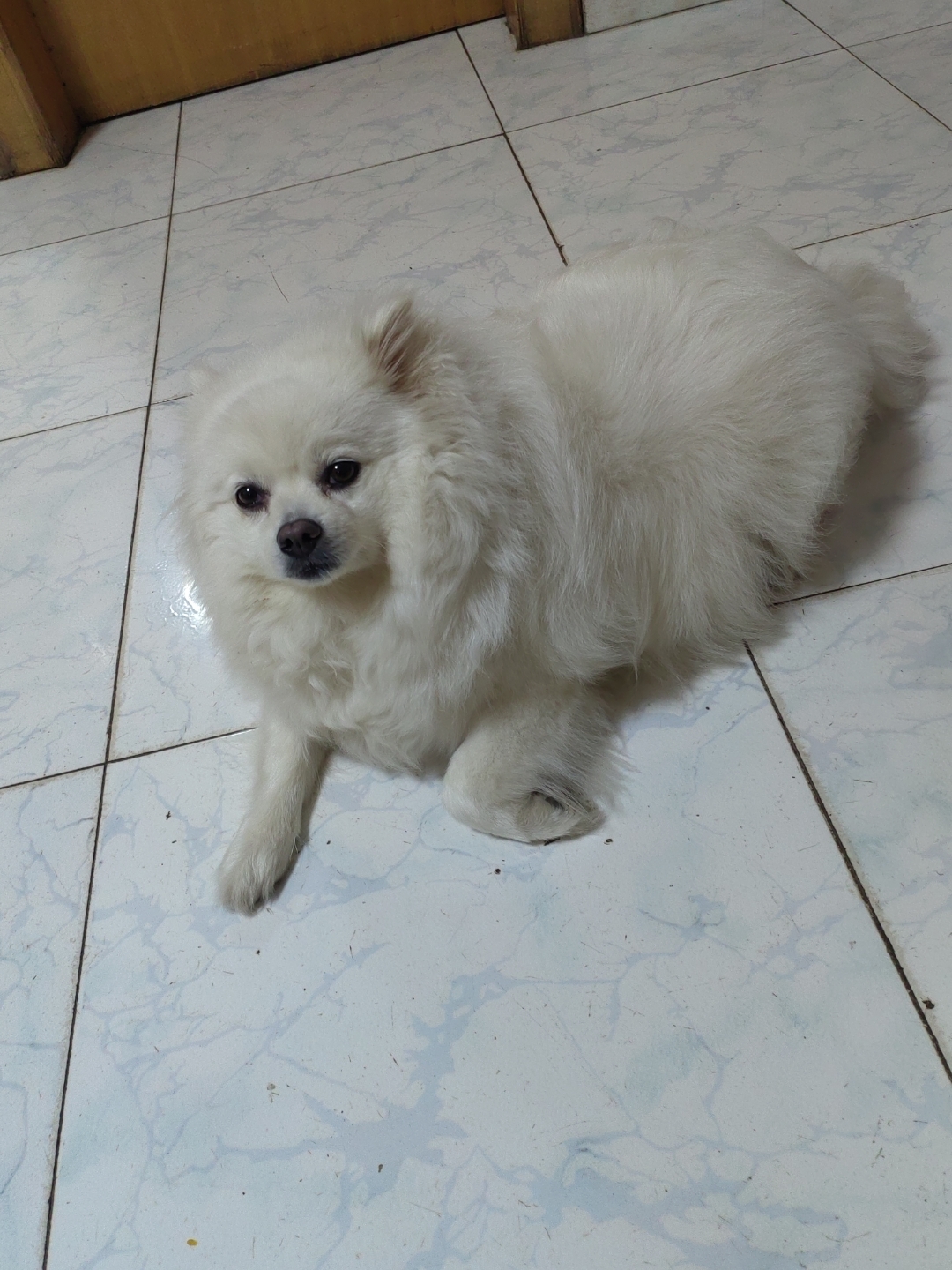 它的耳朵竖立着,尾巴微卷,这种姿态真的太可爱敛┟廊计 白色白色