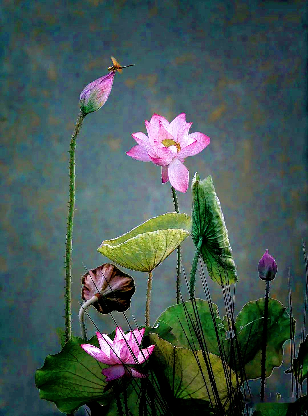 画意荷花摄影作品欣赏