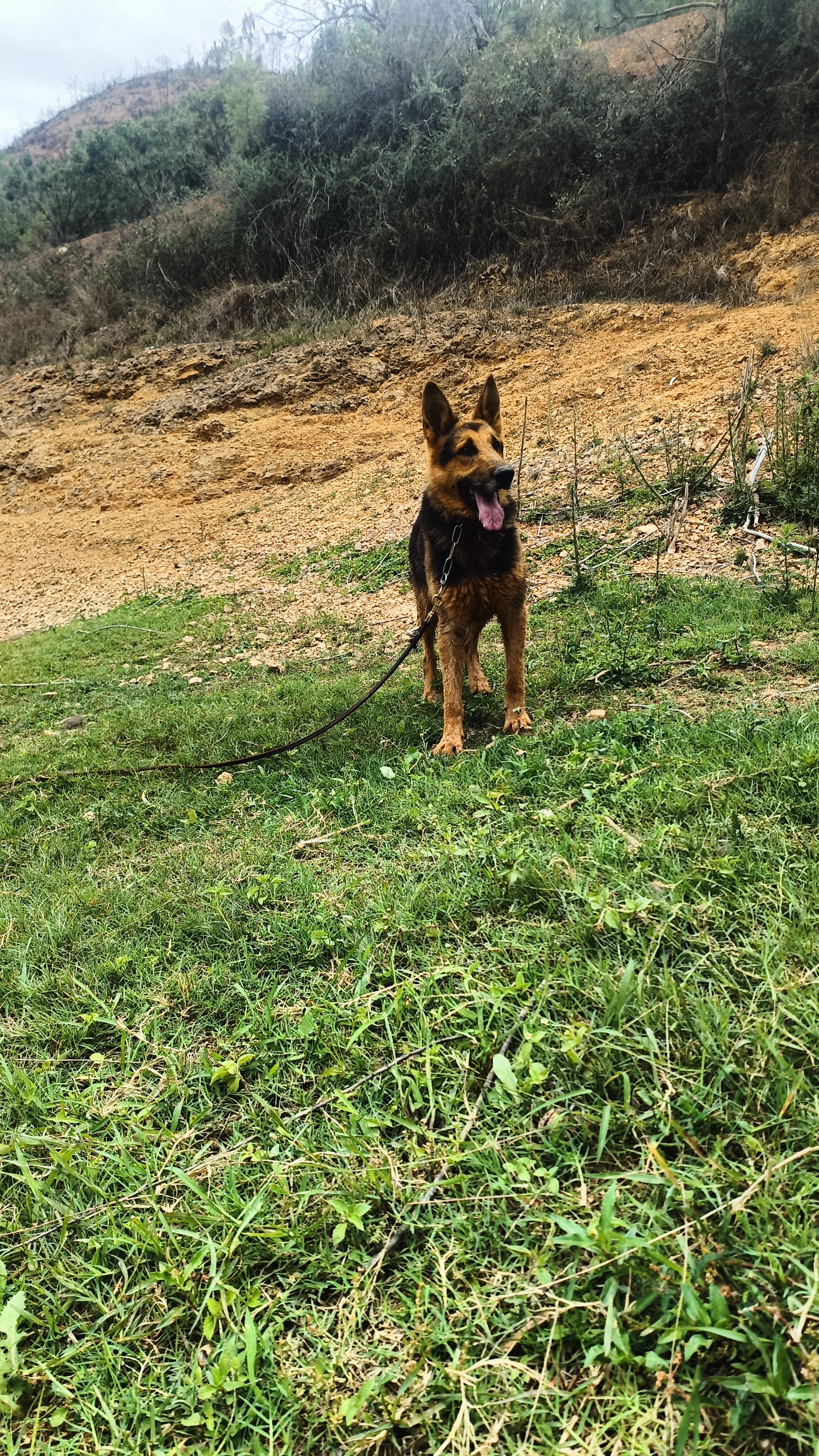 标准黑背昆明犬图片