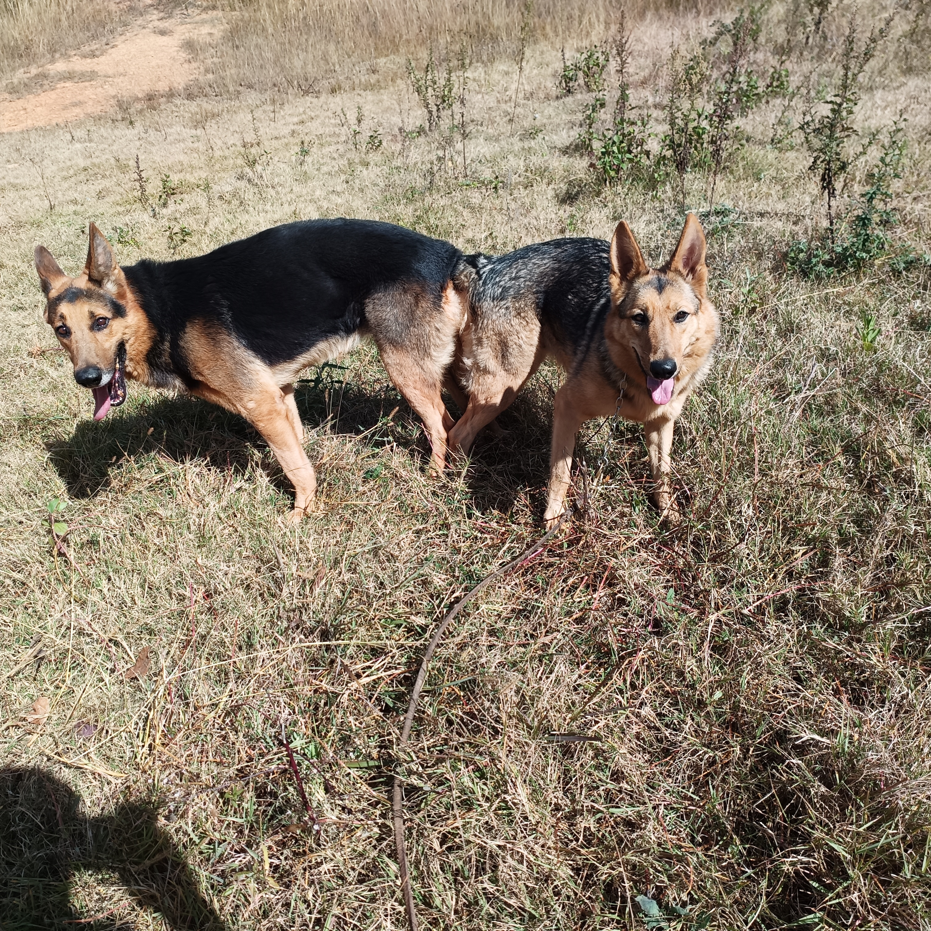 中国犬种 黑背图片