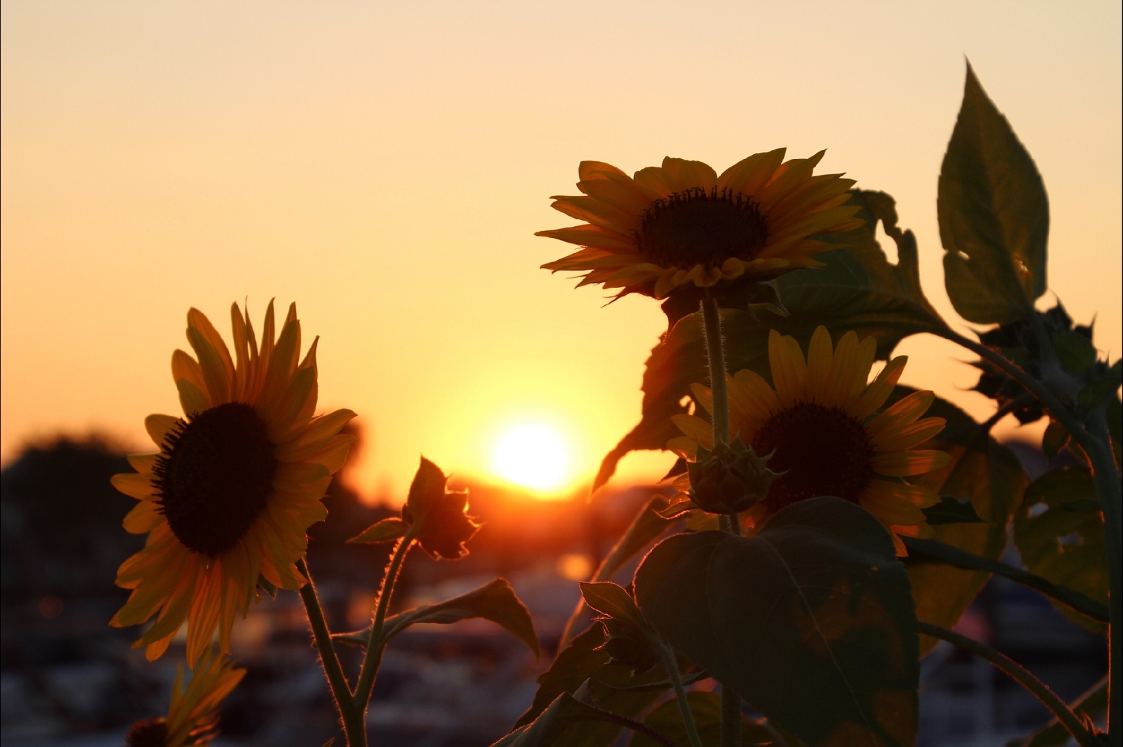 今天的阳光正好,微风不燥,走在回家的路上,心情格外舒畅.