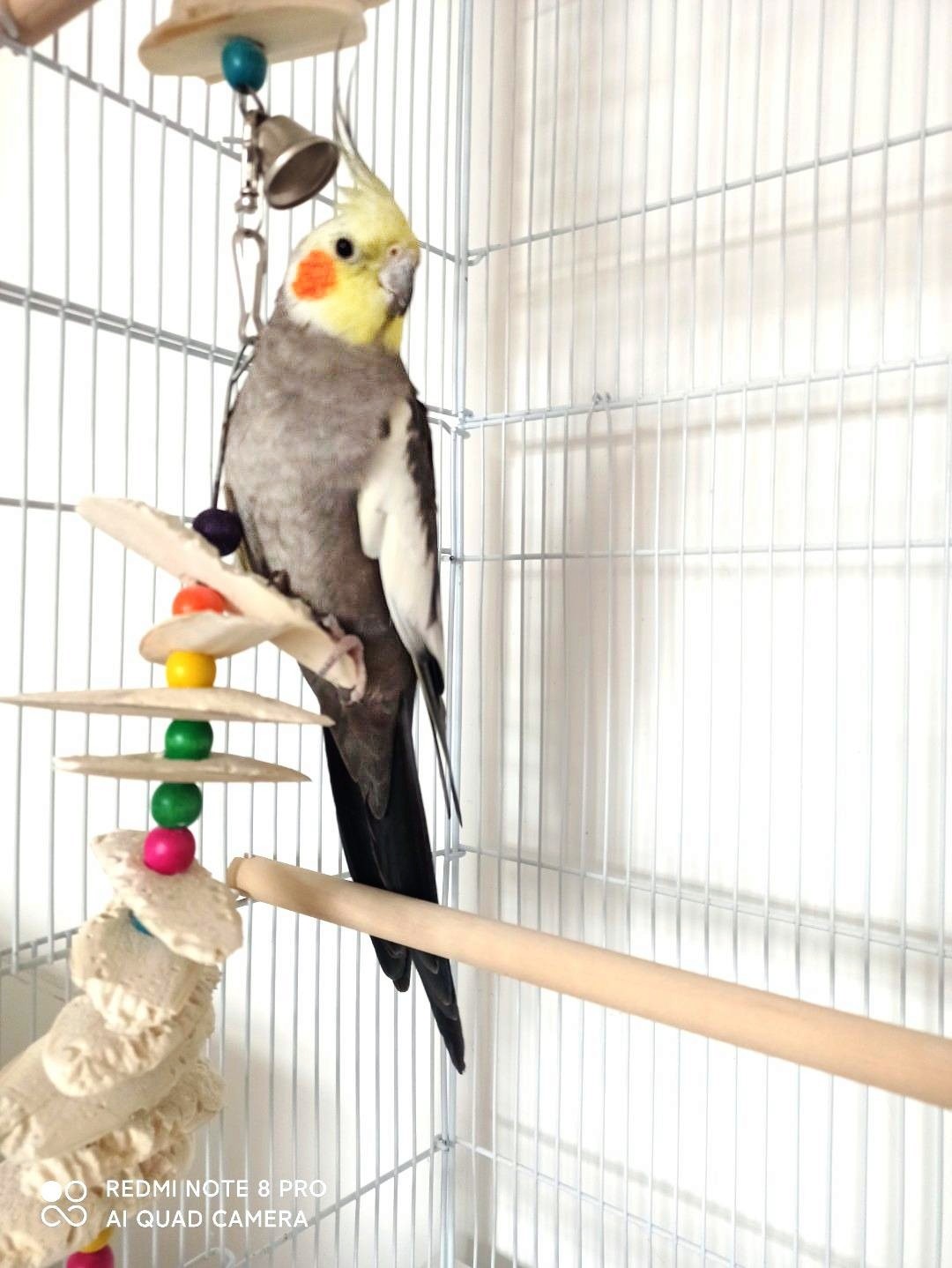 珍珠玄凤鹦鹉公鸟和原始灰玄凤如何区分 最近我经常看到吧友或是一些