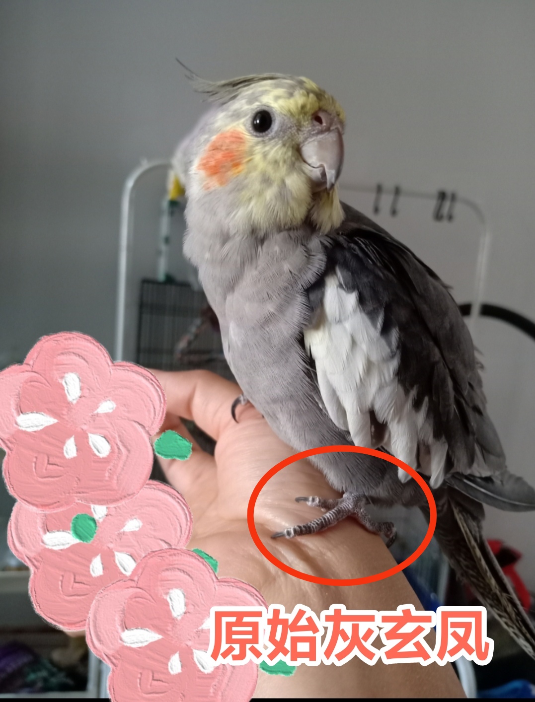 珍珠玄凤鹦鹉公鸟和原始灰玄凤如何区分 最近我经常看到吧友或是一些