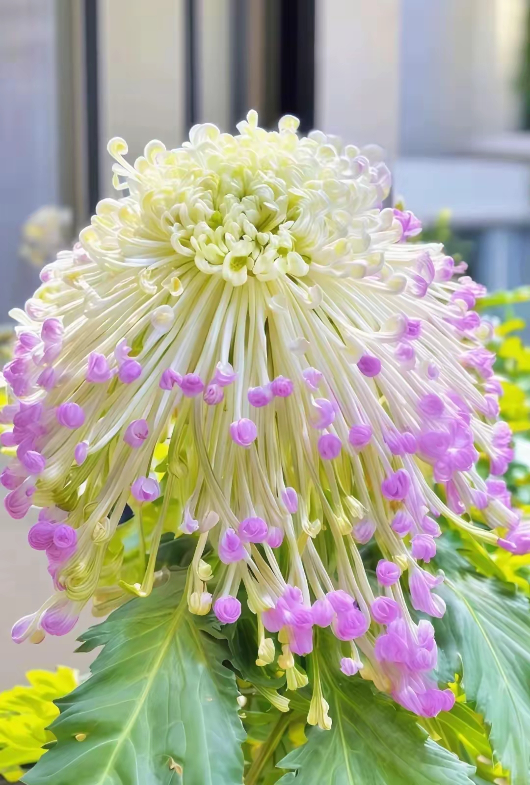 最美的菊花登场啦!