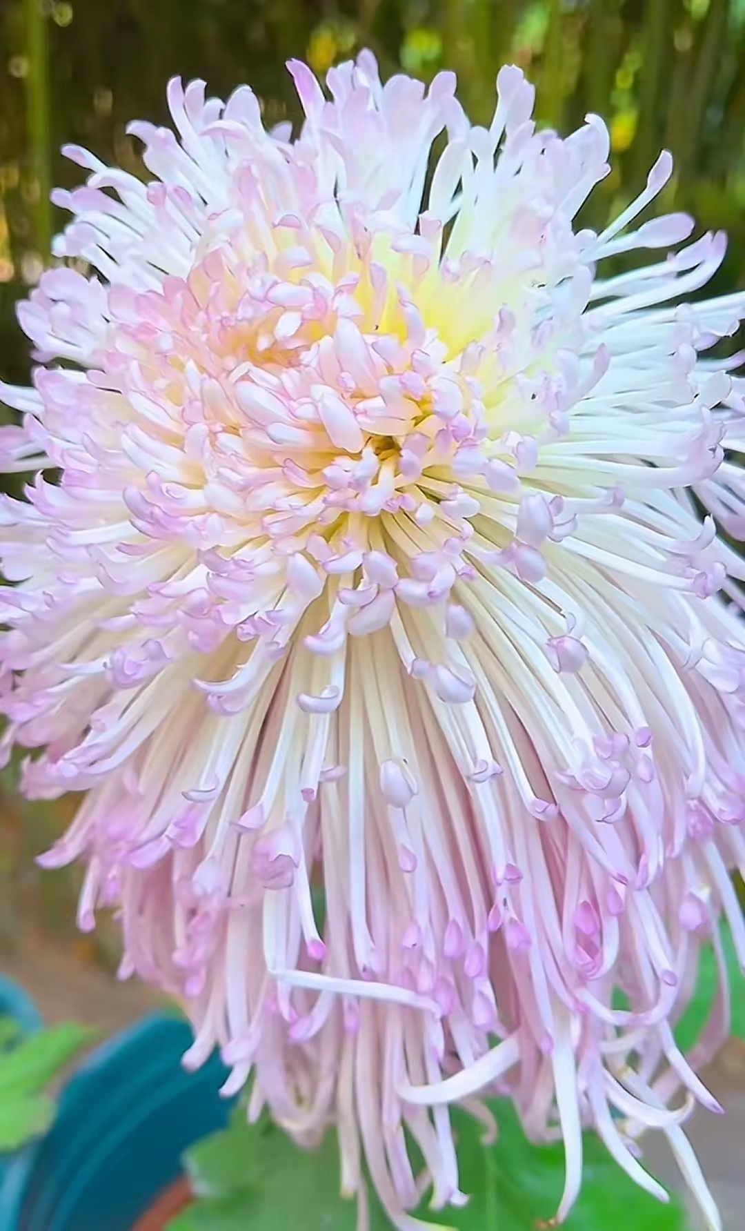 最美的菊花登场啦!