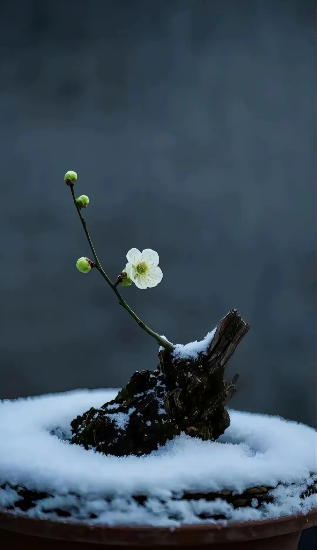 瞧那雪中的梅花盆景,绿的梅花,在皑皑白雪的映衬下,宛如灵动的精灵