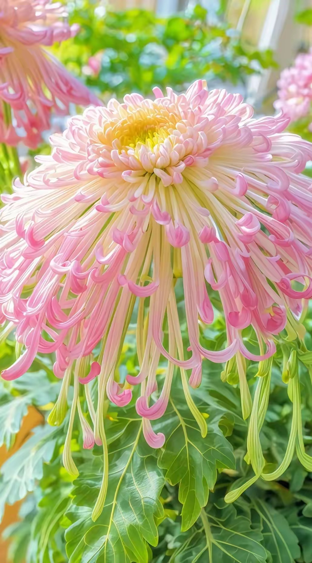 散发着迷人的光彩,仿佛在诉说着秋日的浪最美的菊花最漂亮的菊花最美