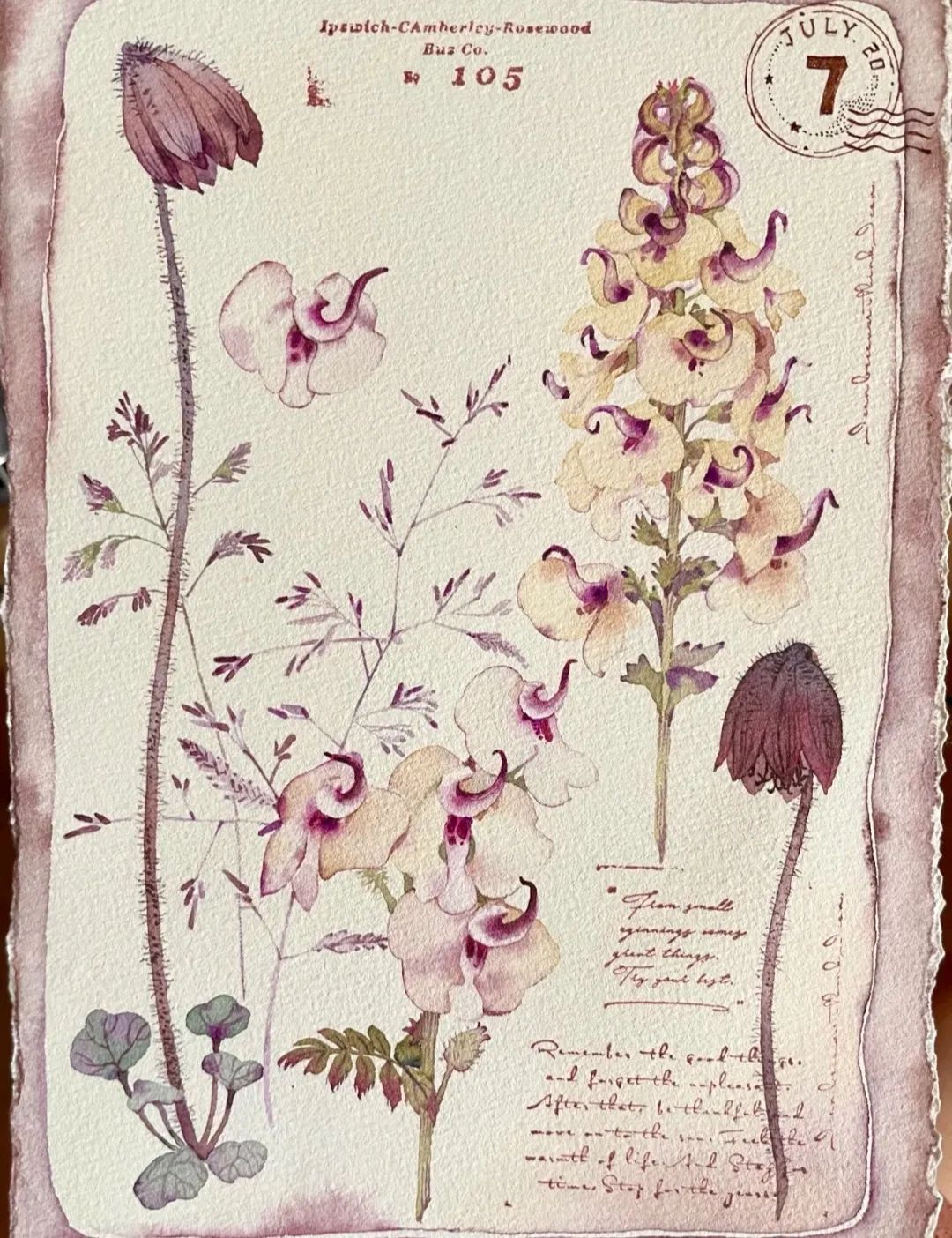 植物图鉴  阿尼哈塞哟