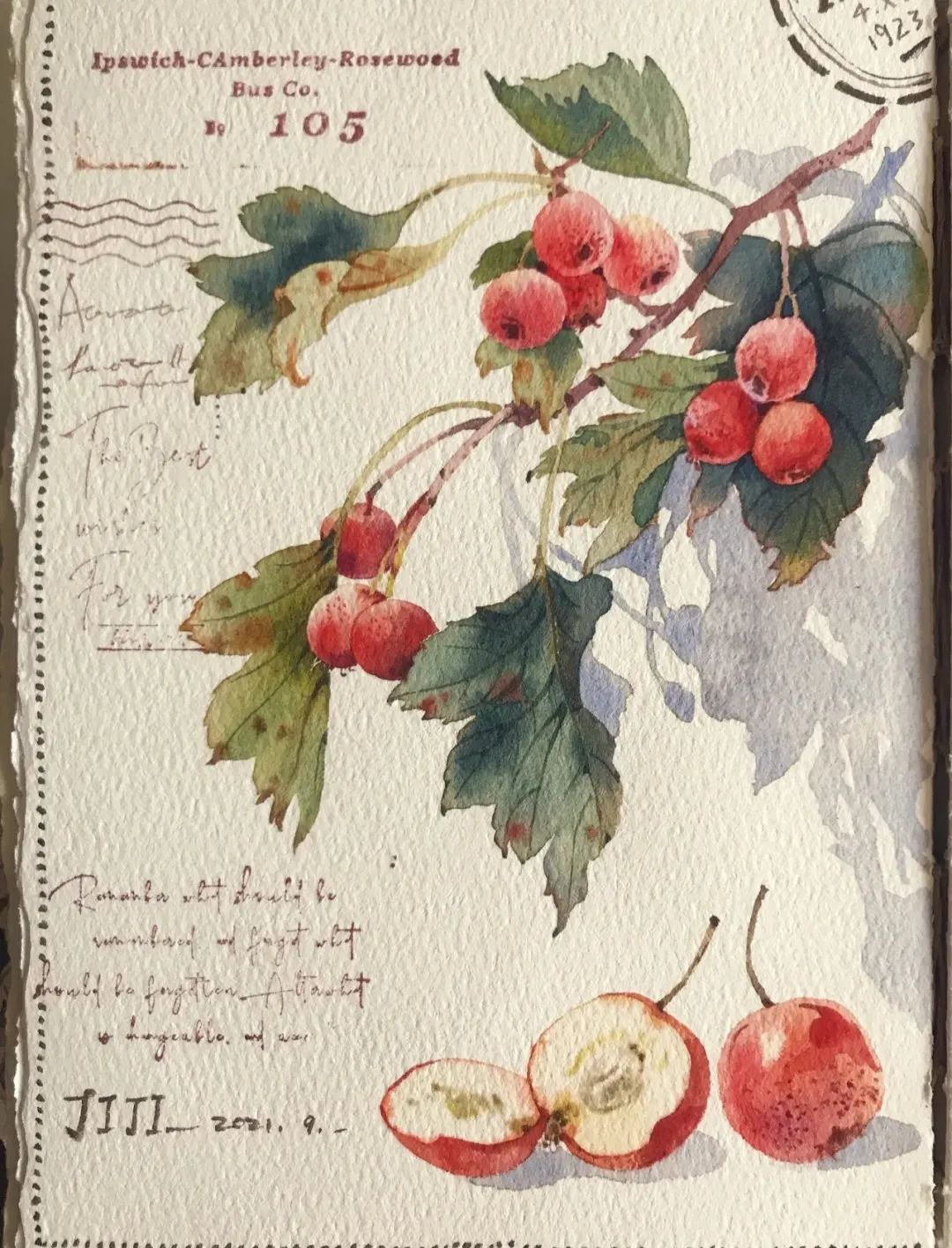 植物图鉴  阿尼哈塞哟