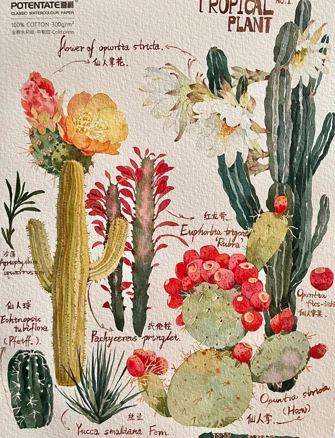 植物图鉴  阿尼哈塞哟