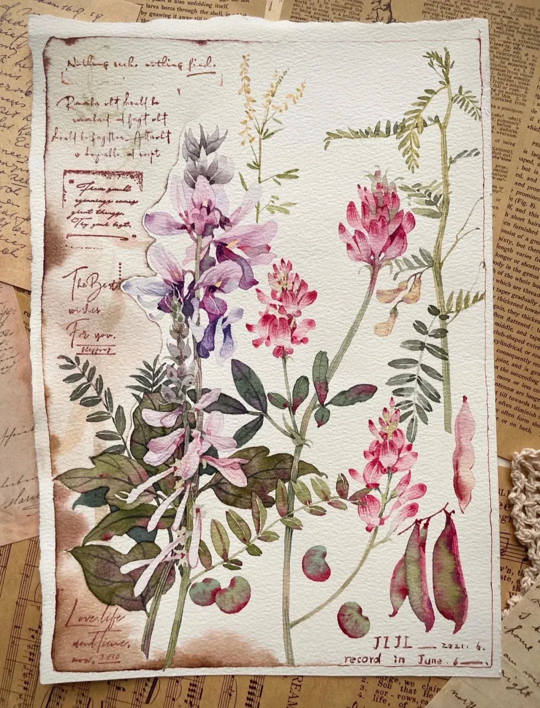 植物图鉴  阿尼哈塞哟