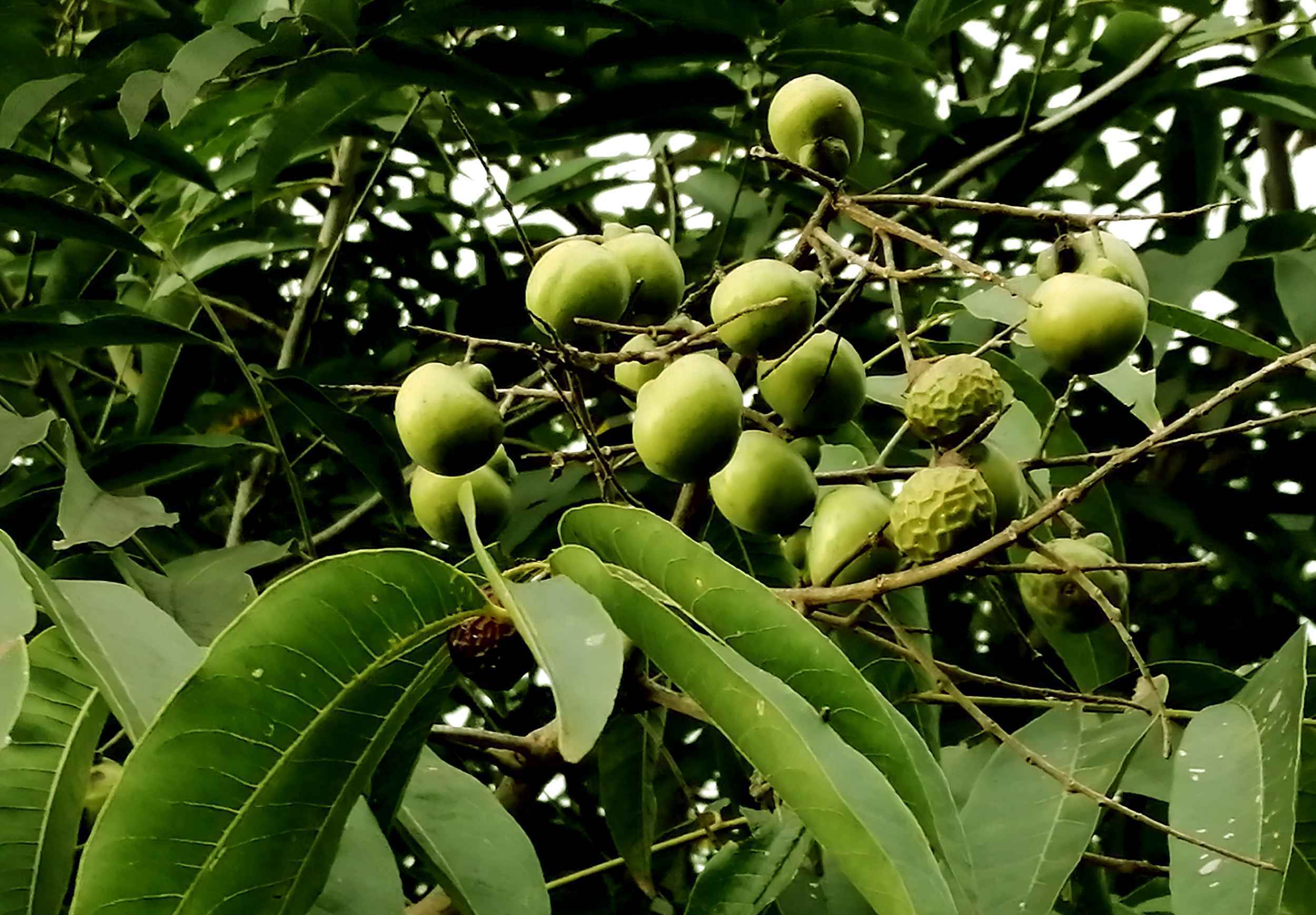 听说这种植物名字叫无患子哪个知道它有什么作用?