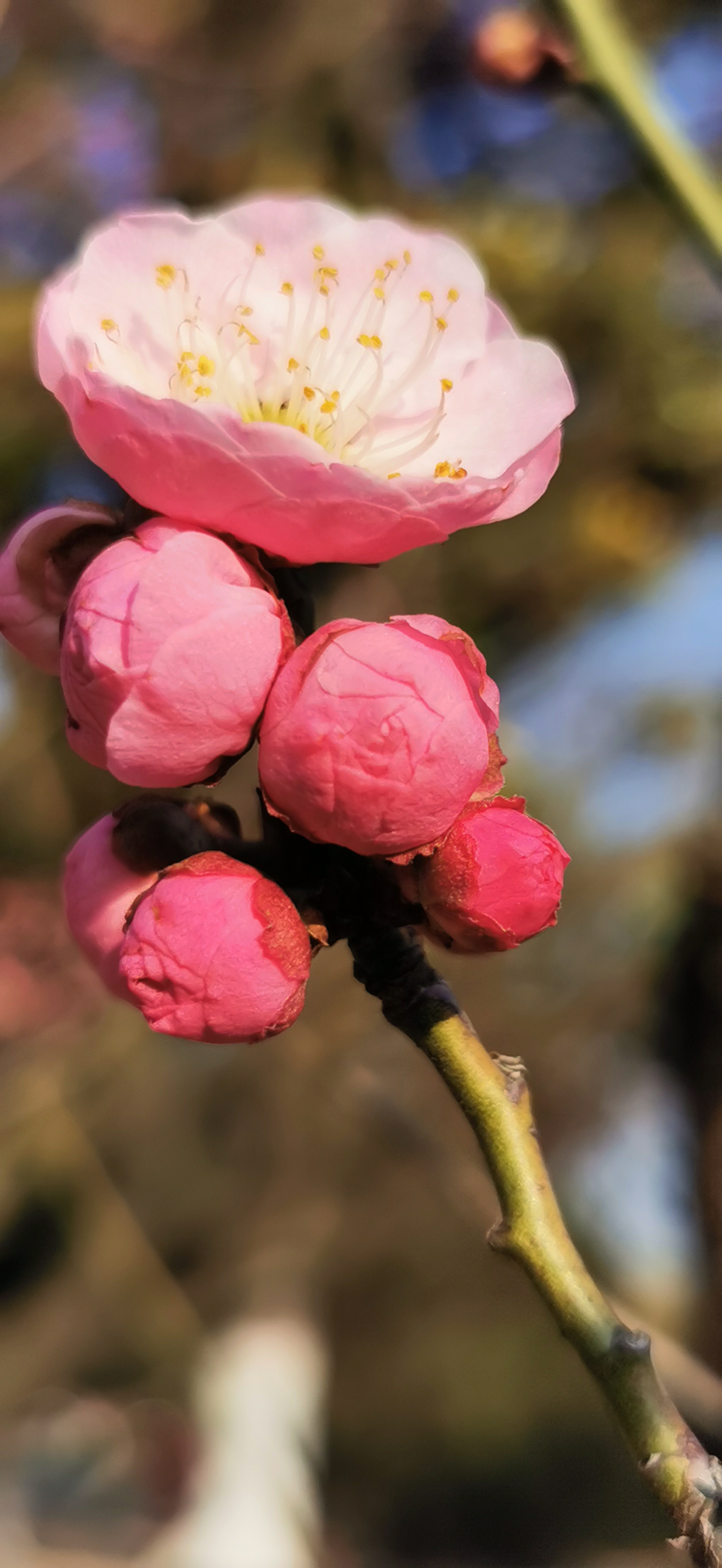 一朵梅花的照片图片