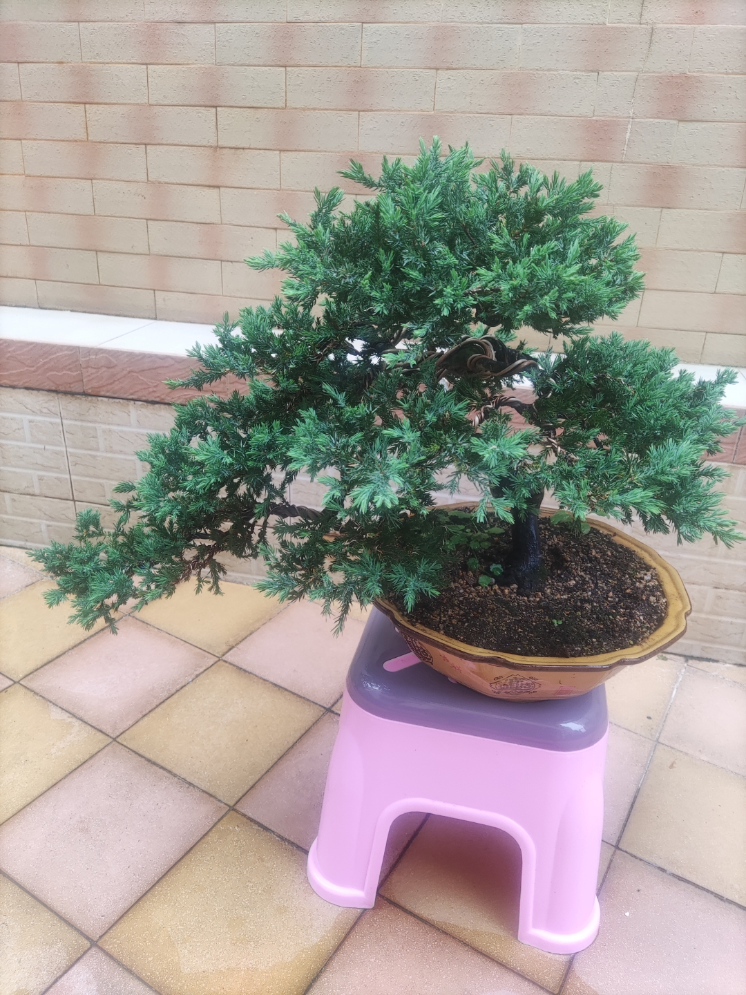 新西兰珍珠柏盆景,原生造型特别优美,出枝到位,层次分明,长势旺盛