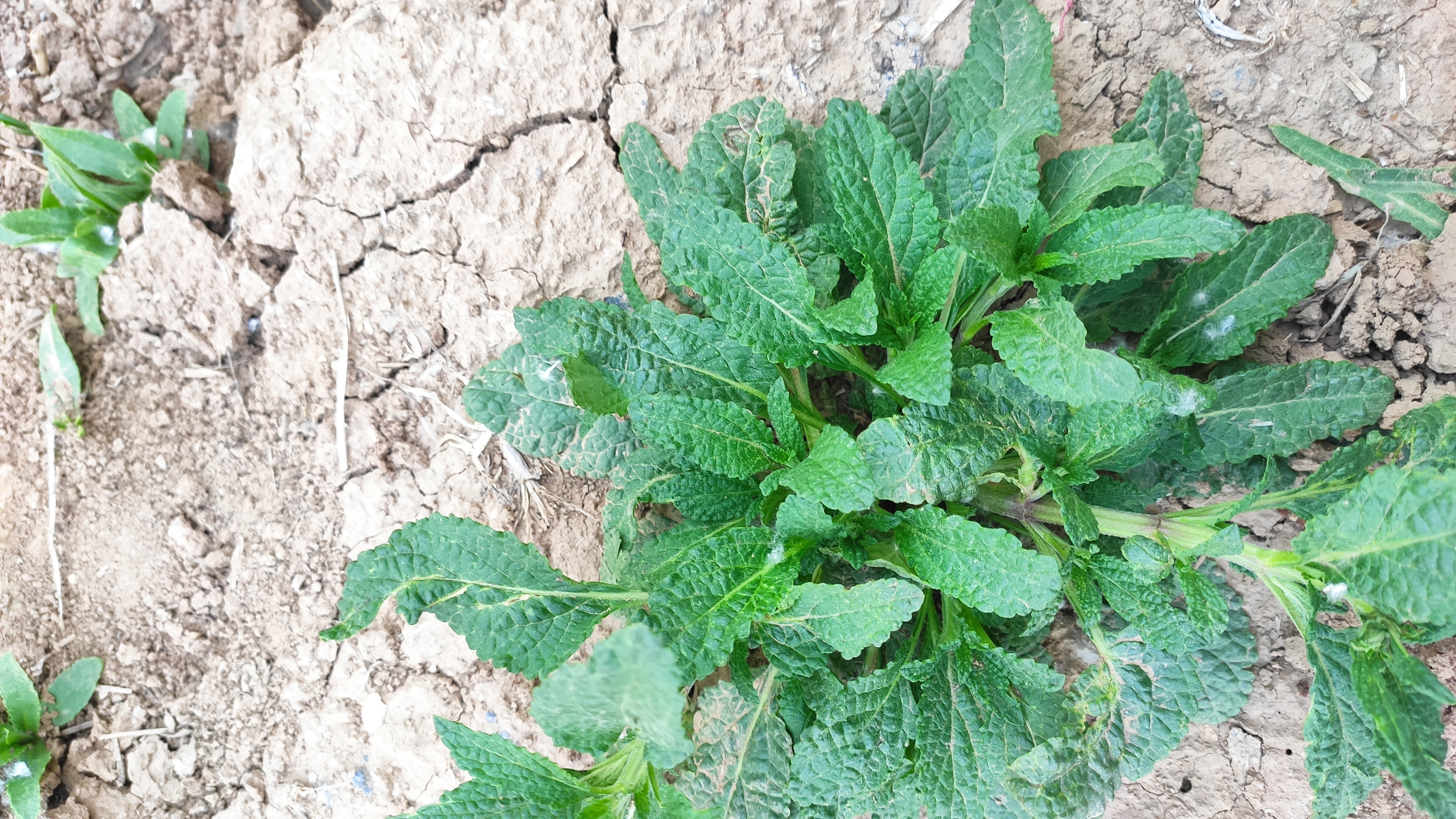 荔枝草有非常高的药用价值