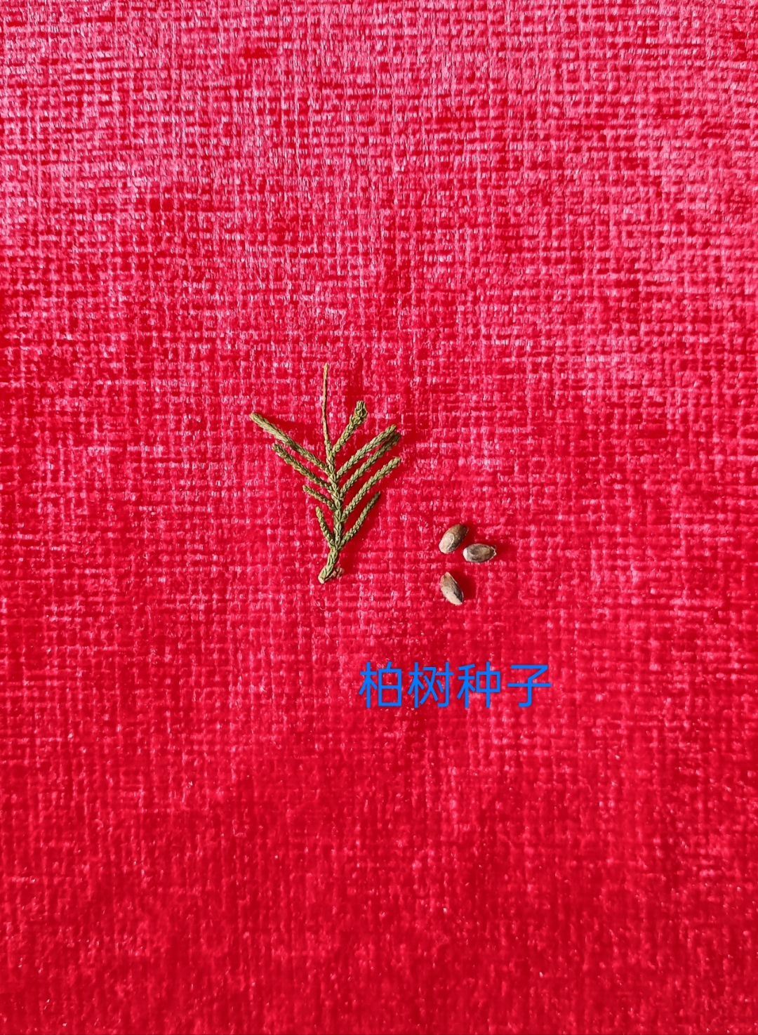 侧柏 侧柏别名黄柏香柏扁柏