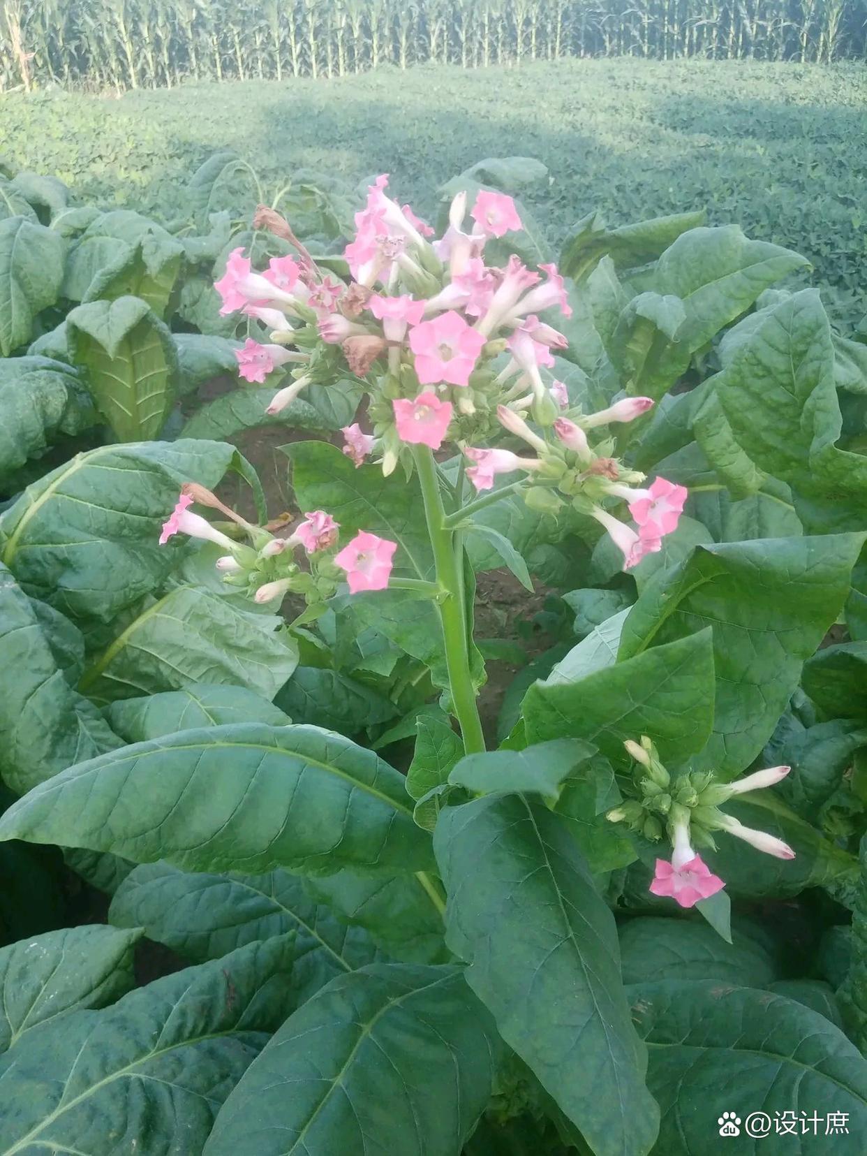 烟草属于茄科草本植物,北方春天温度低,种子在棚里育苗