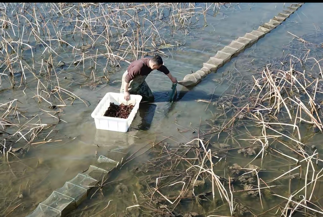 3万亩藕虾混养塘小龙虾开始起捕,个大肉肥的小龙虾在市场上供不应求