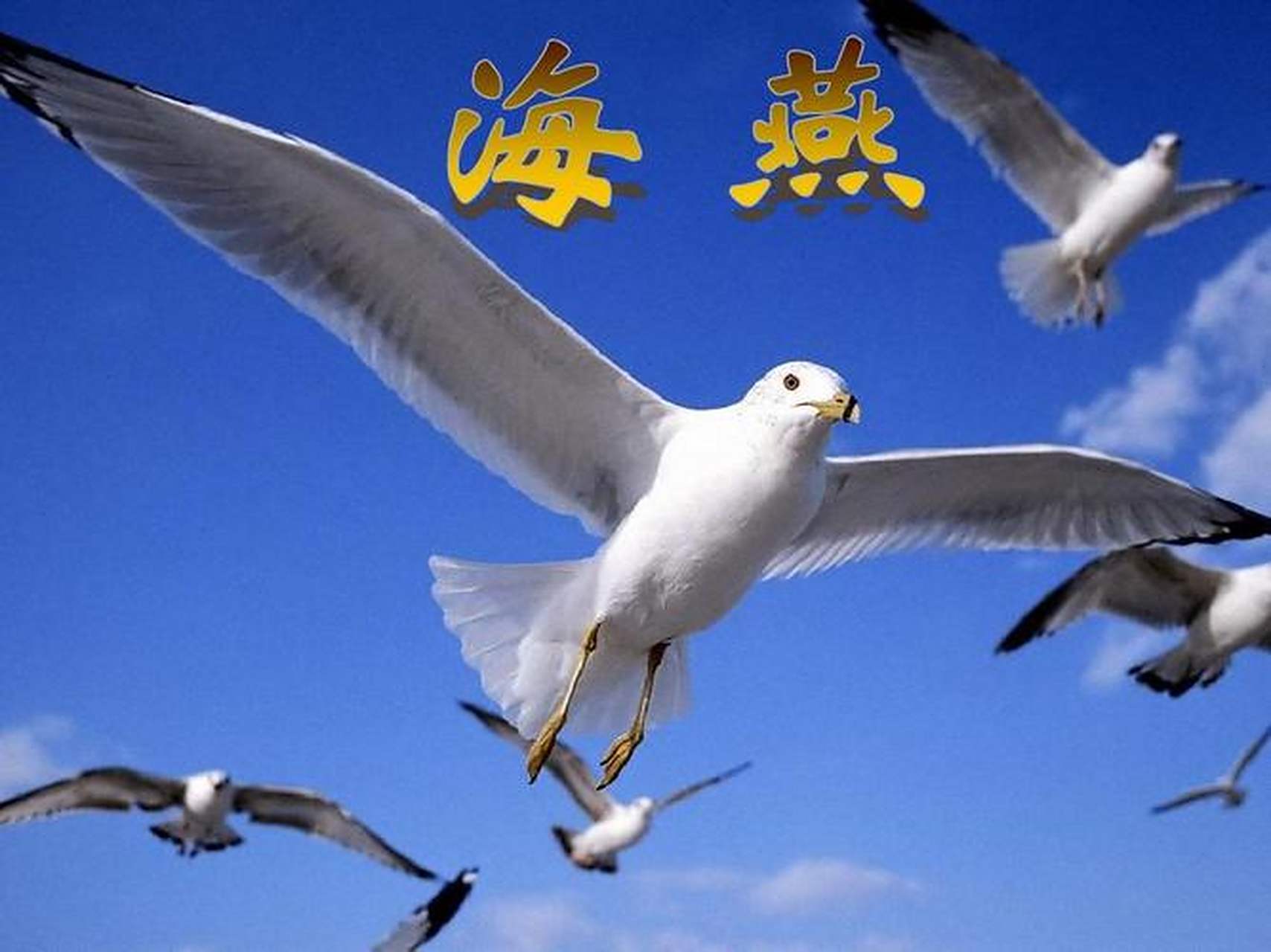 咏海燕 小小燕精灵,身怀凌云志. 乘风破千浪,似箭穿云霄