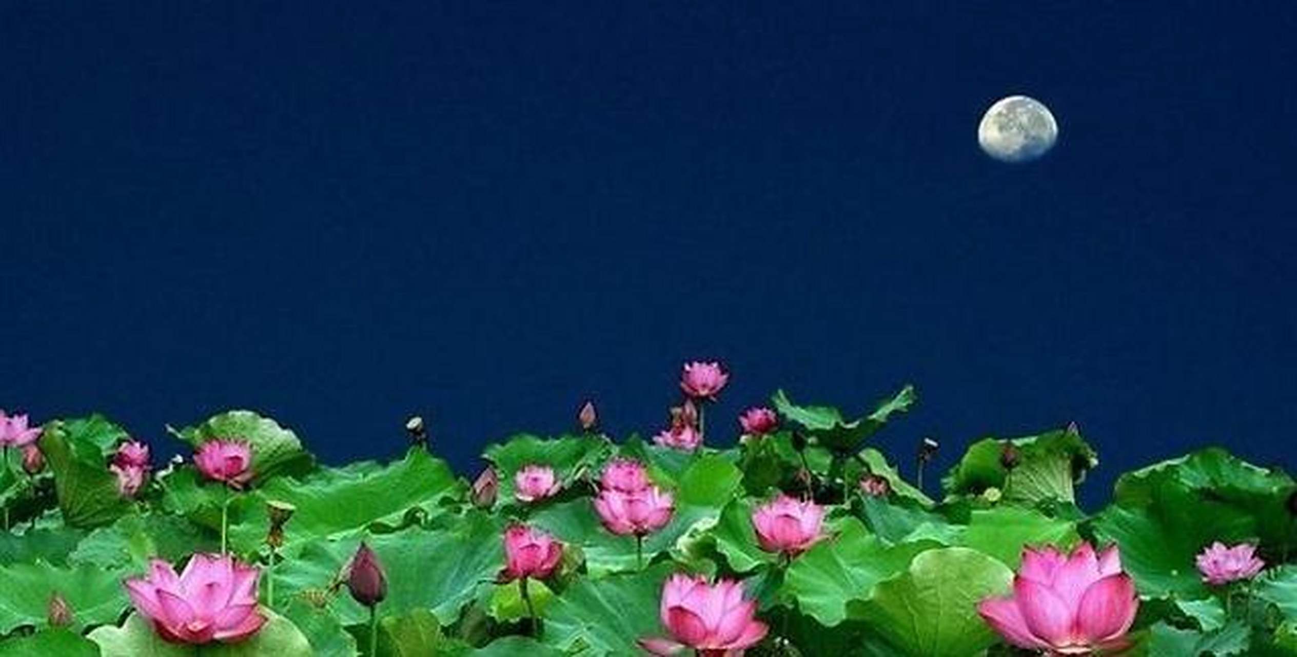 月夜相思 素月分辉亮荷塘, 一天风露藕花香.