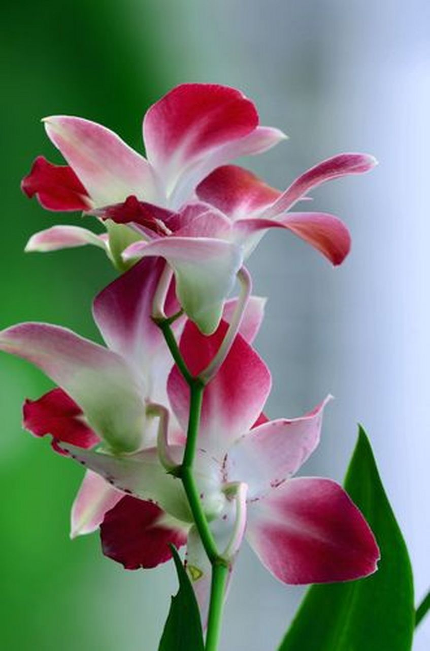 幽兰香风远, 秀色掩今古.