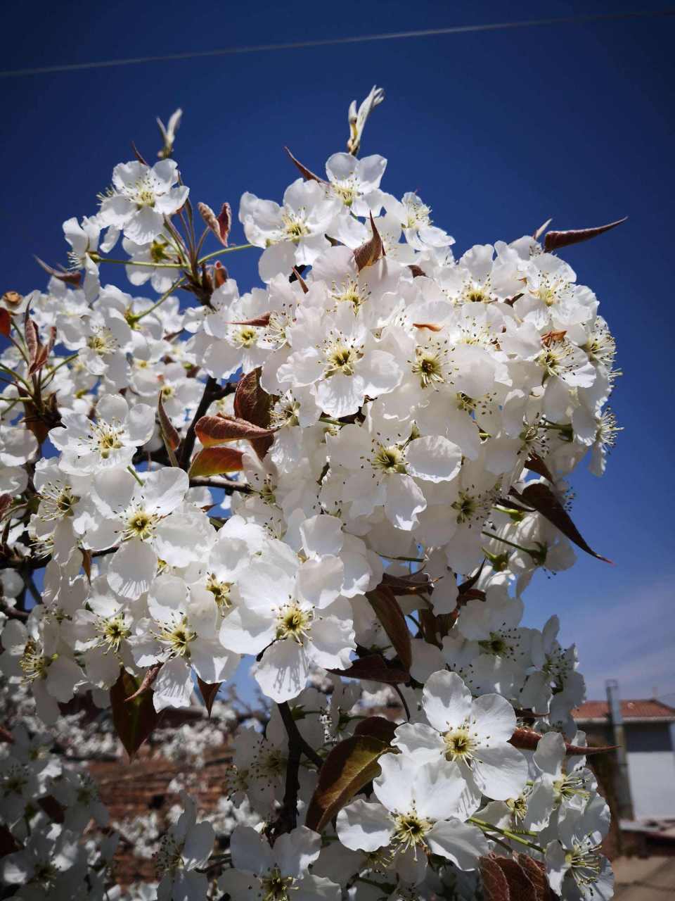 梨花如静女 雪白梨花带露浓, 亭亭玉立小楼东.