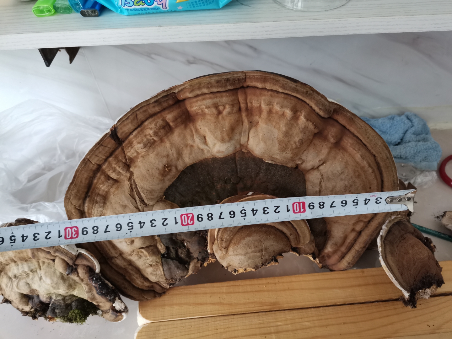 白桦树树舌灵芝,深山老林里踩的