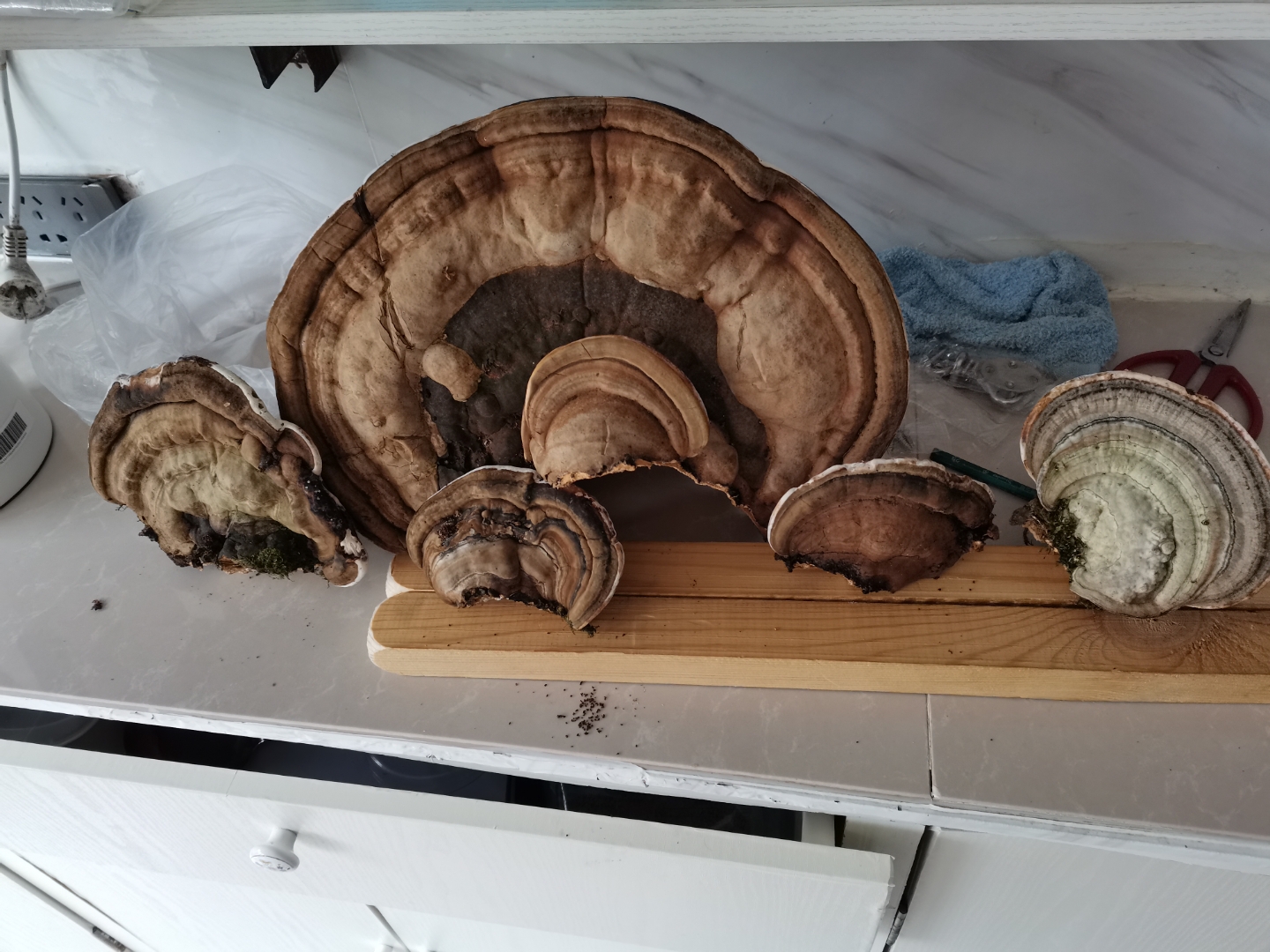 白桦树树舌灵芝,深山老林里踩的