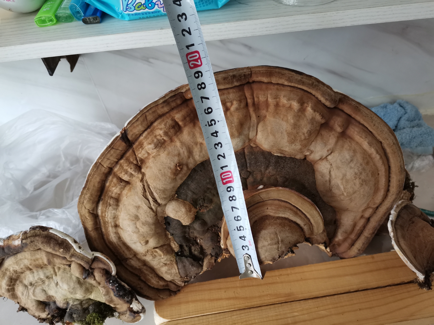 白桦树树舌灵芝,深山老林里踩的