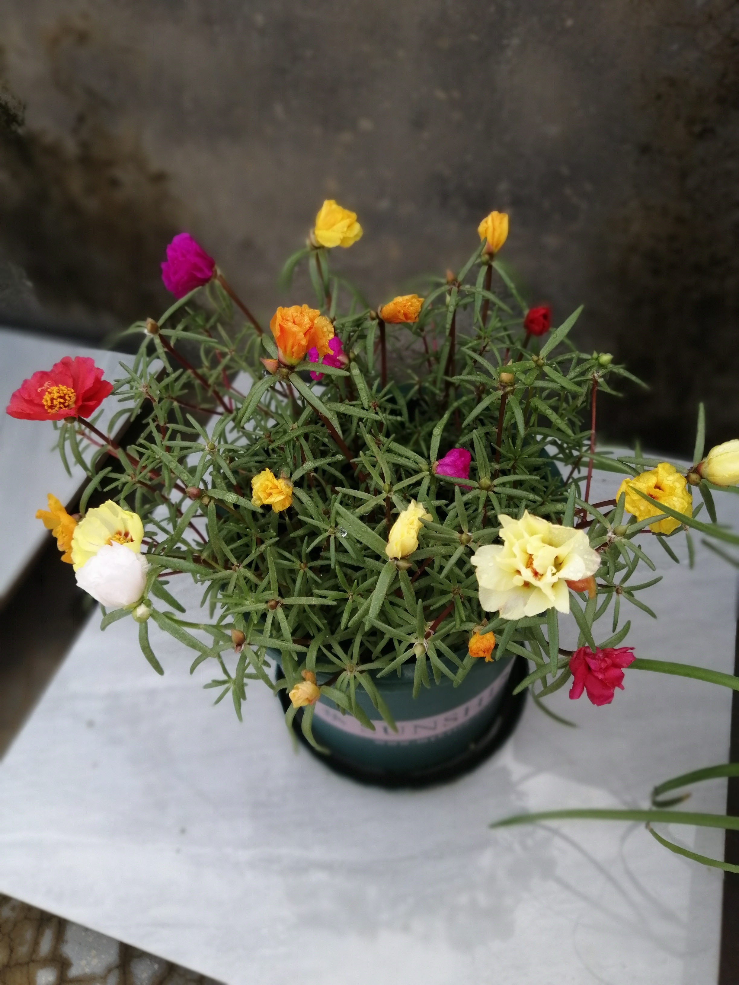 没想到在网上买的太阳花种子,竟然也种出这么好看的花朵.