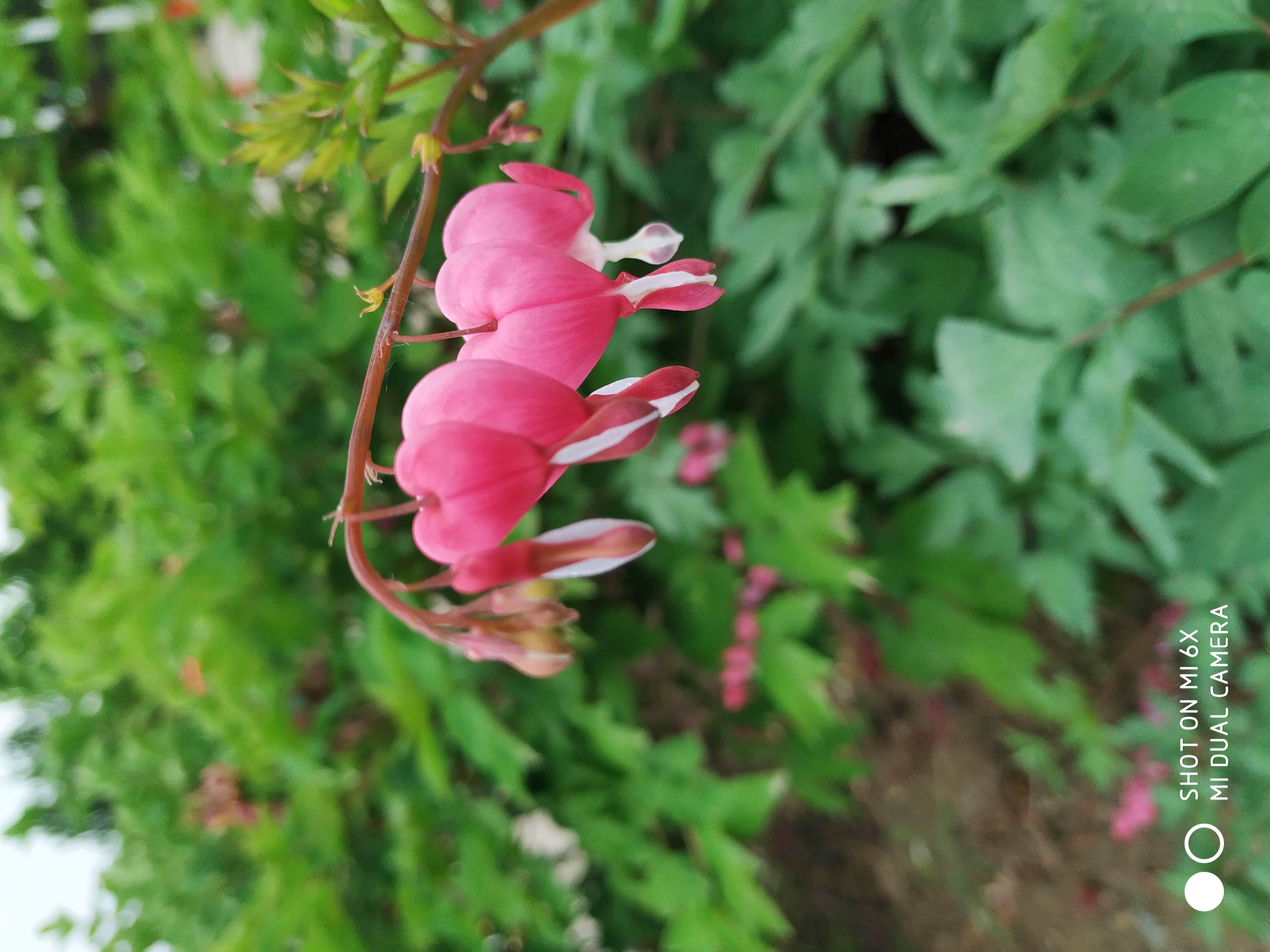 心连心开花图片图片