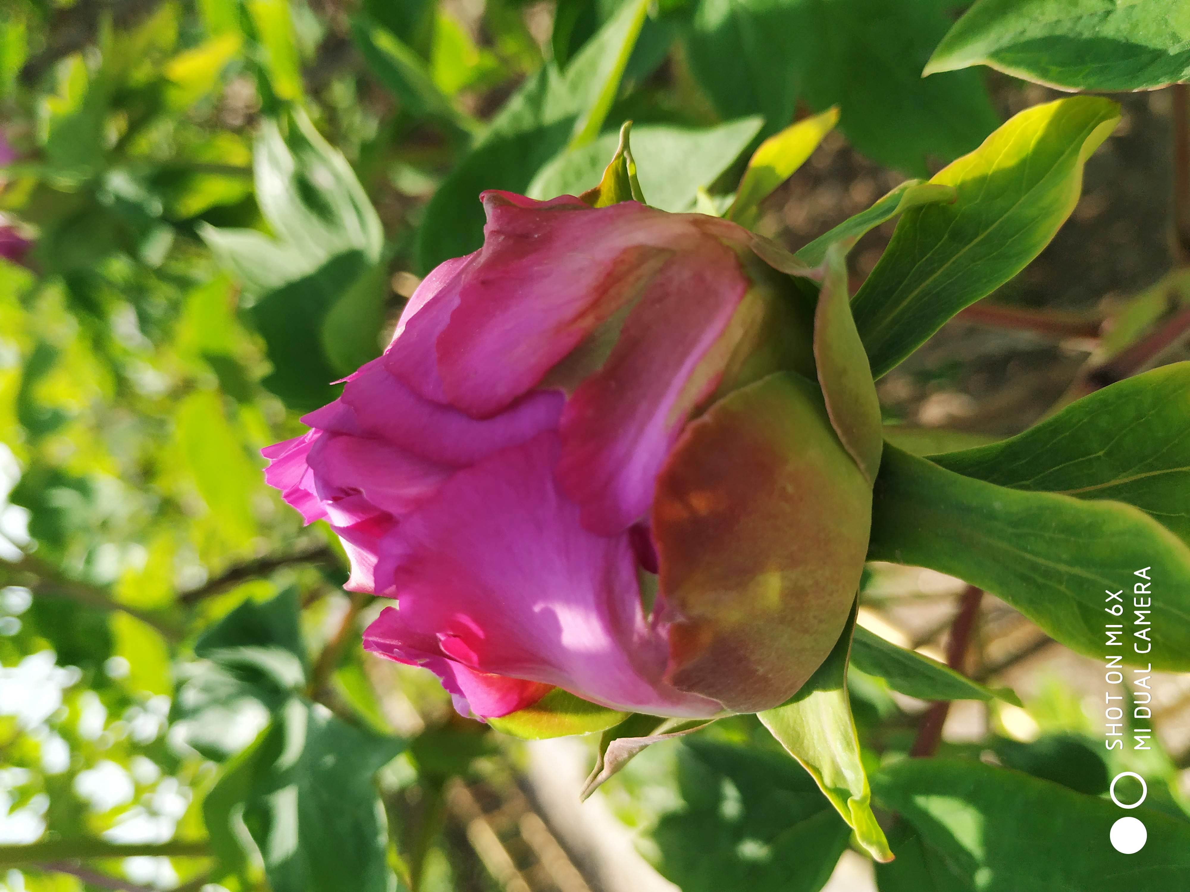 牡丹  花蕾含苞待放