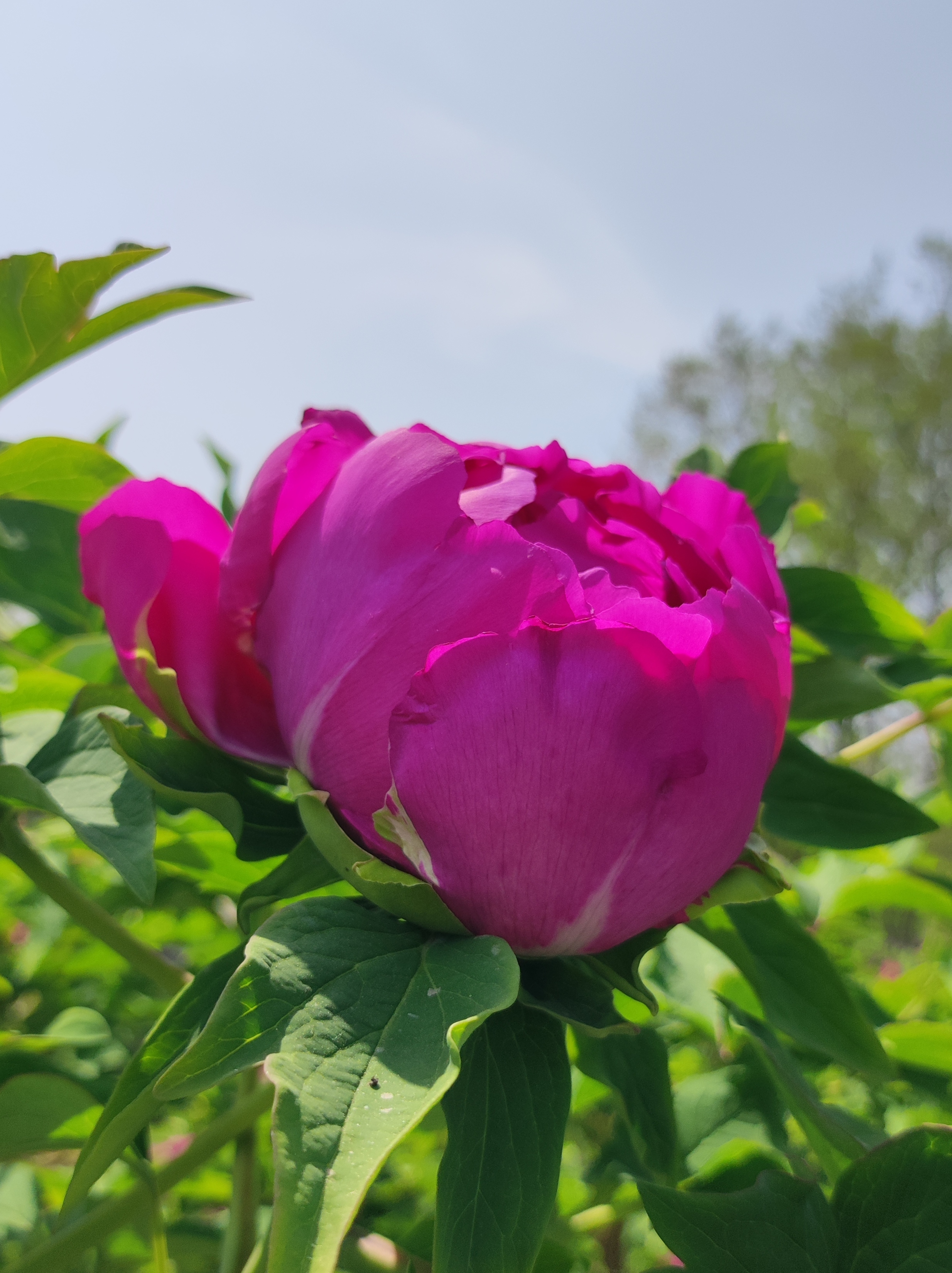 牡丹  花蕾含苞待放