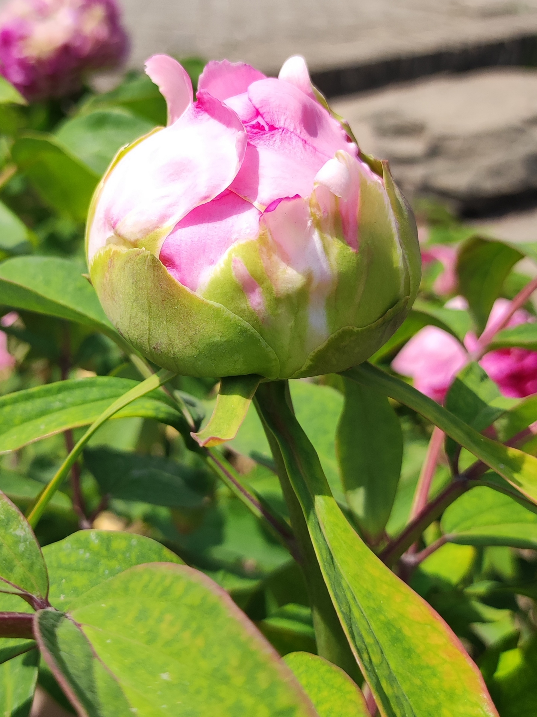 牡丹  花蕾含苞待放