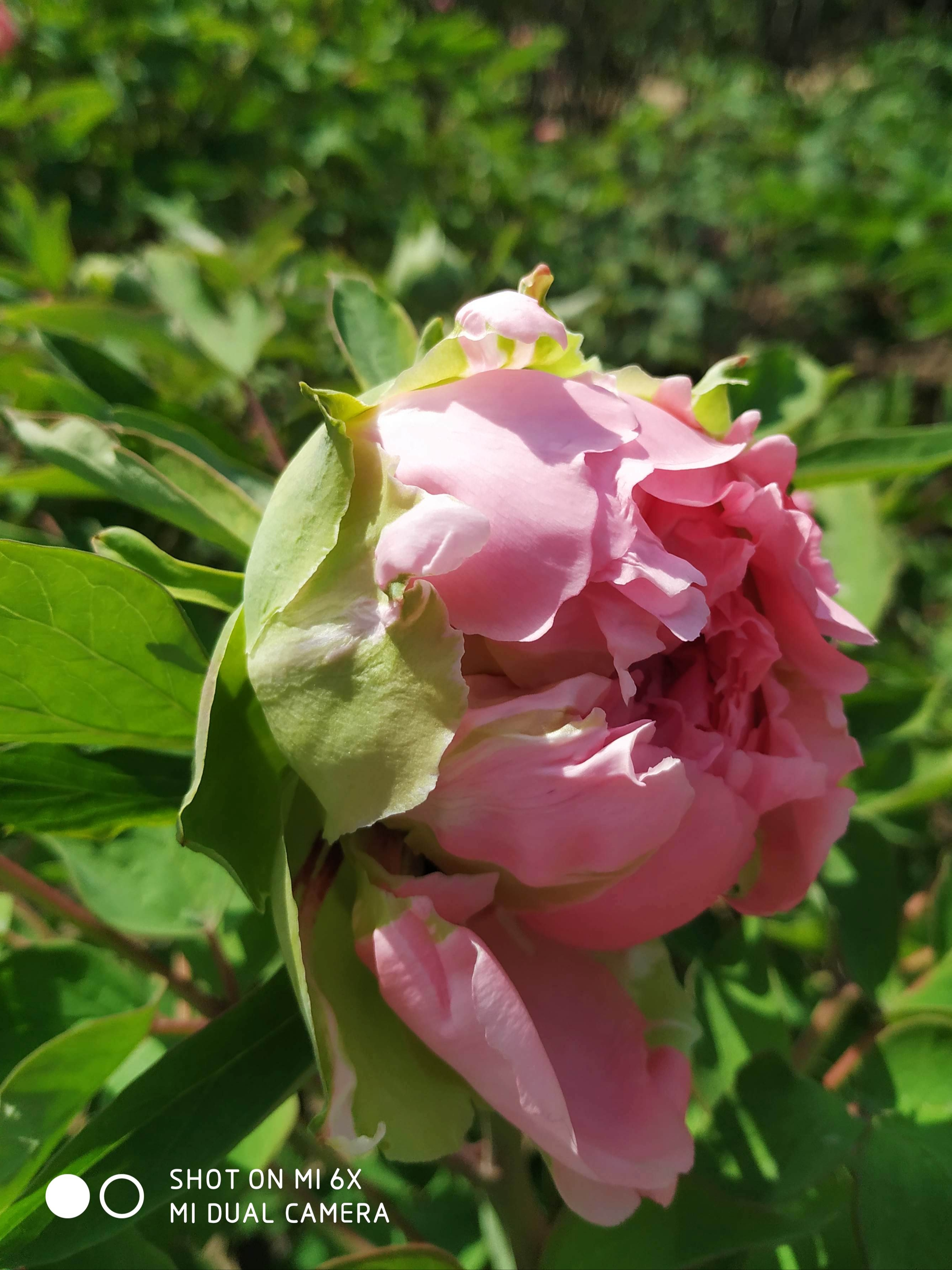 牡丹  花蕾含苞待放